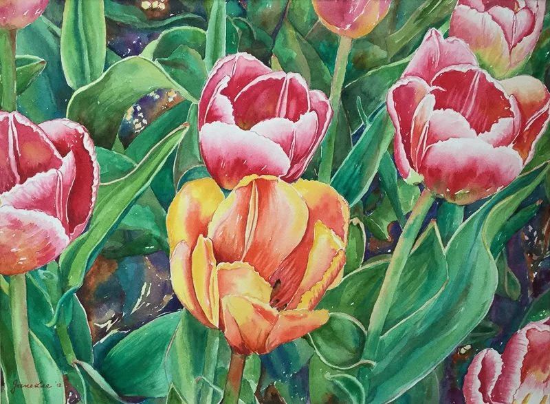 Tulip Garden