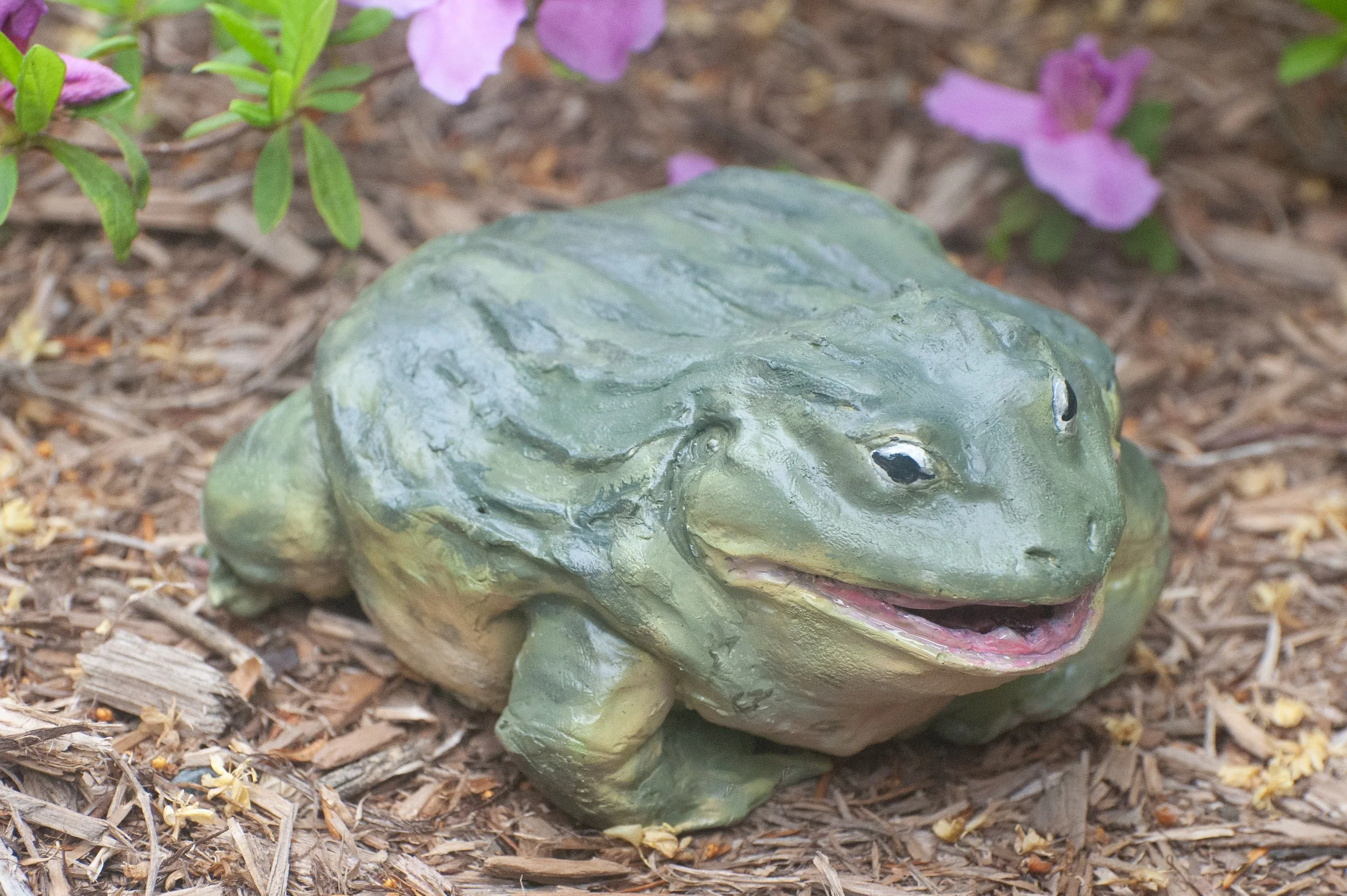 African Bullfrog