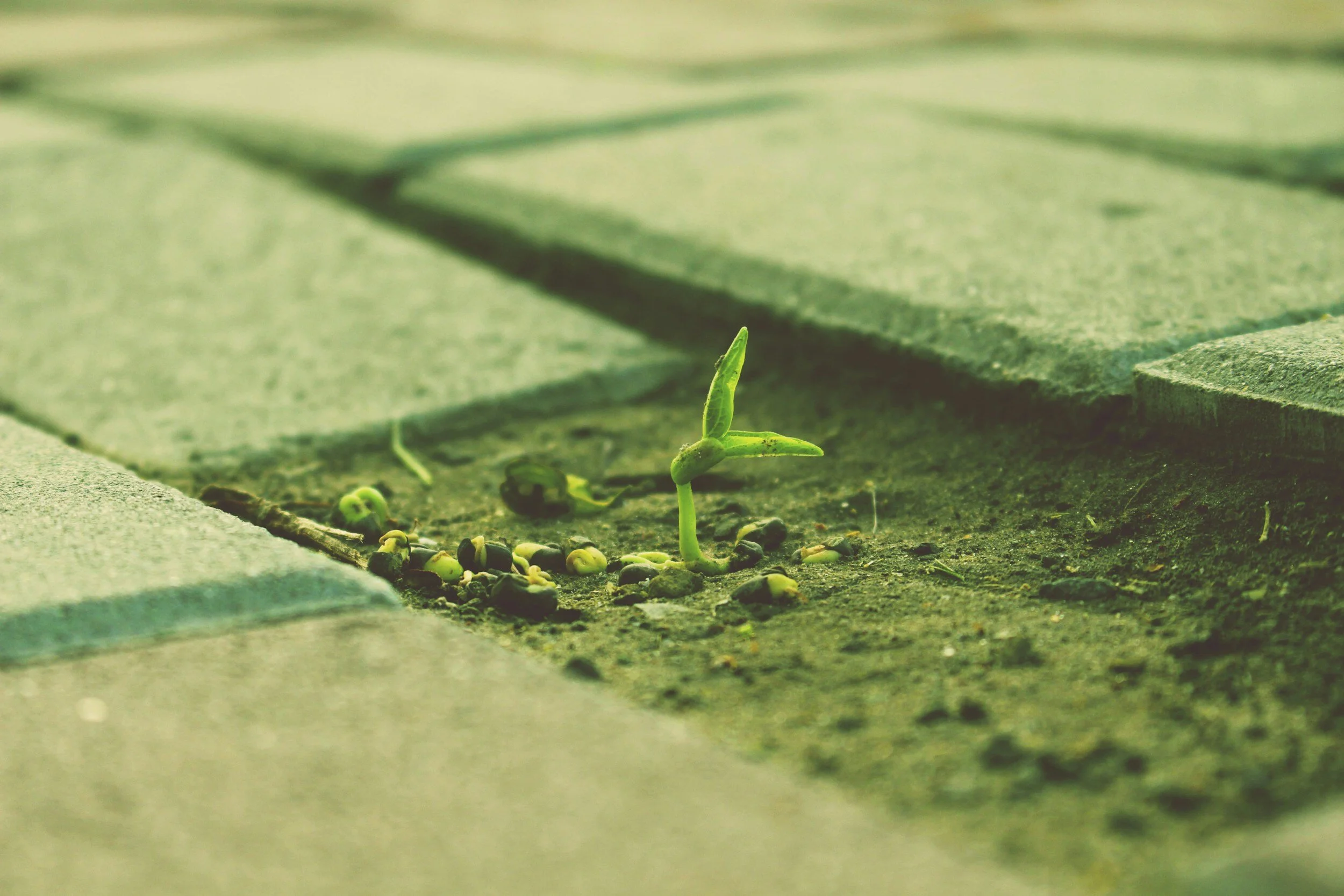 A close-up of a small green sprout emerging from the soil, with fallen seeds scattered around and a blurred background of a paved surface and greenery.