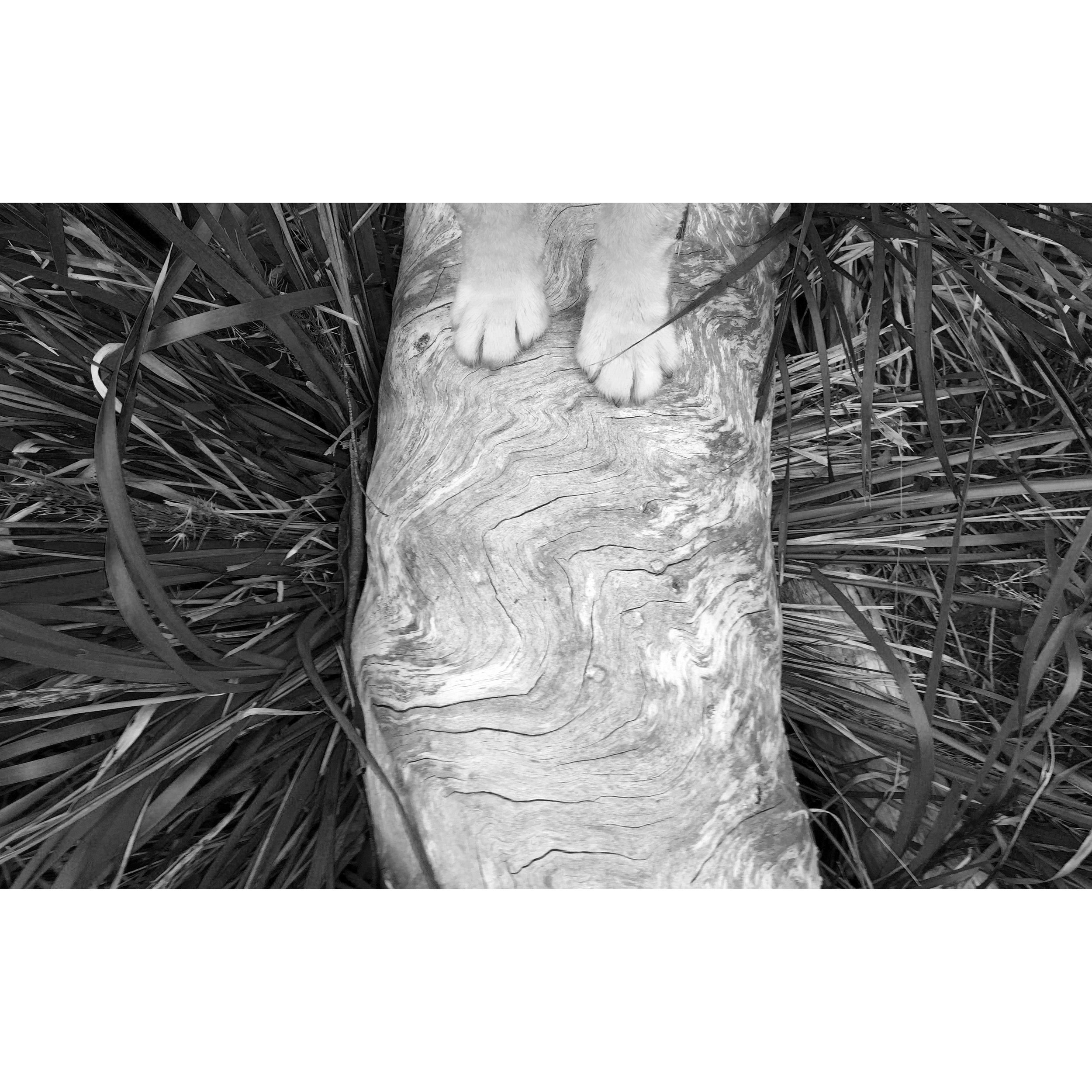 paws and tree grain 31.10.15 b&w.jpg