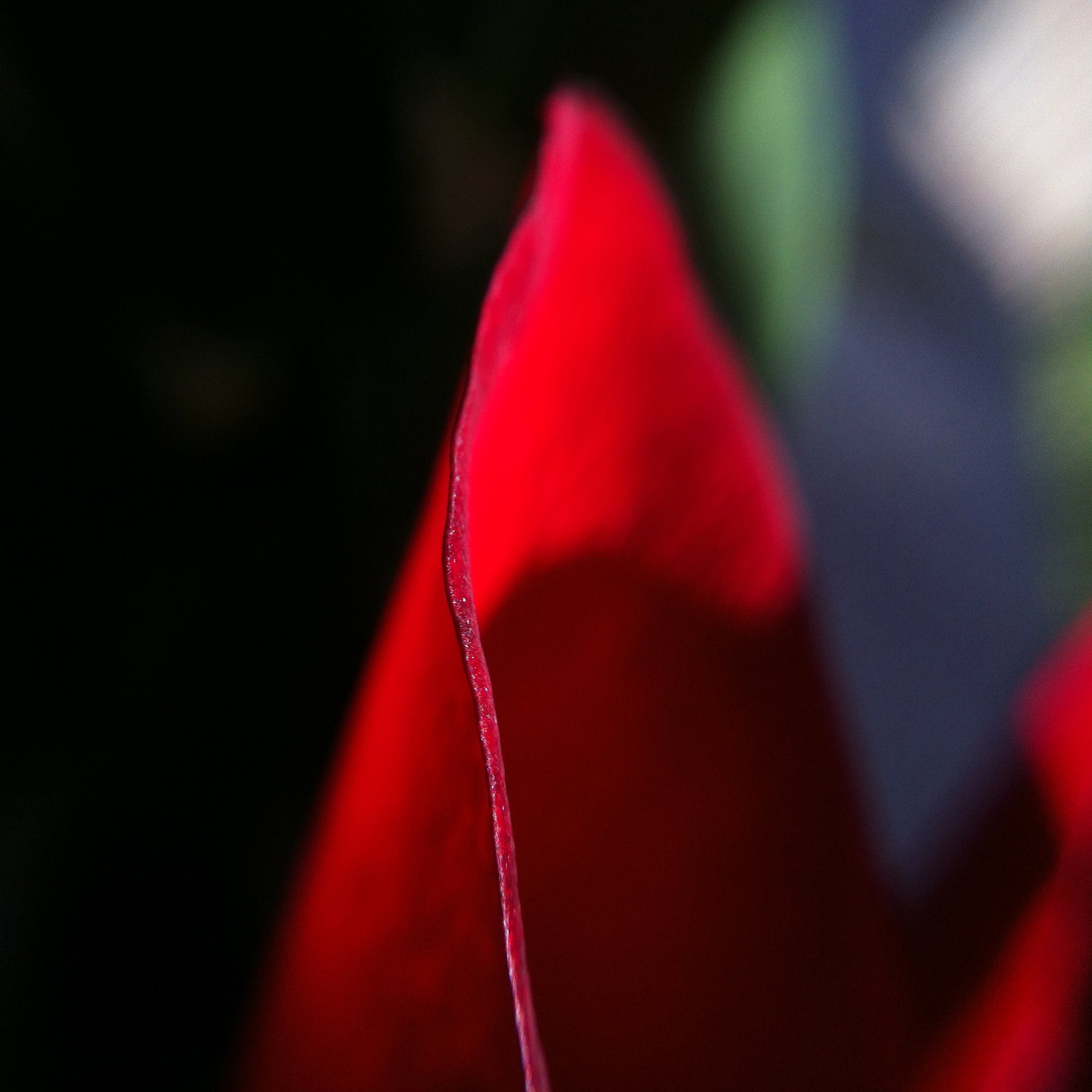 red edge of rose.jpg