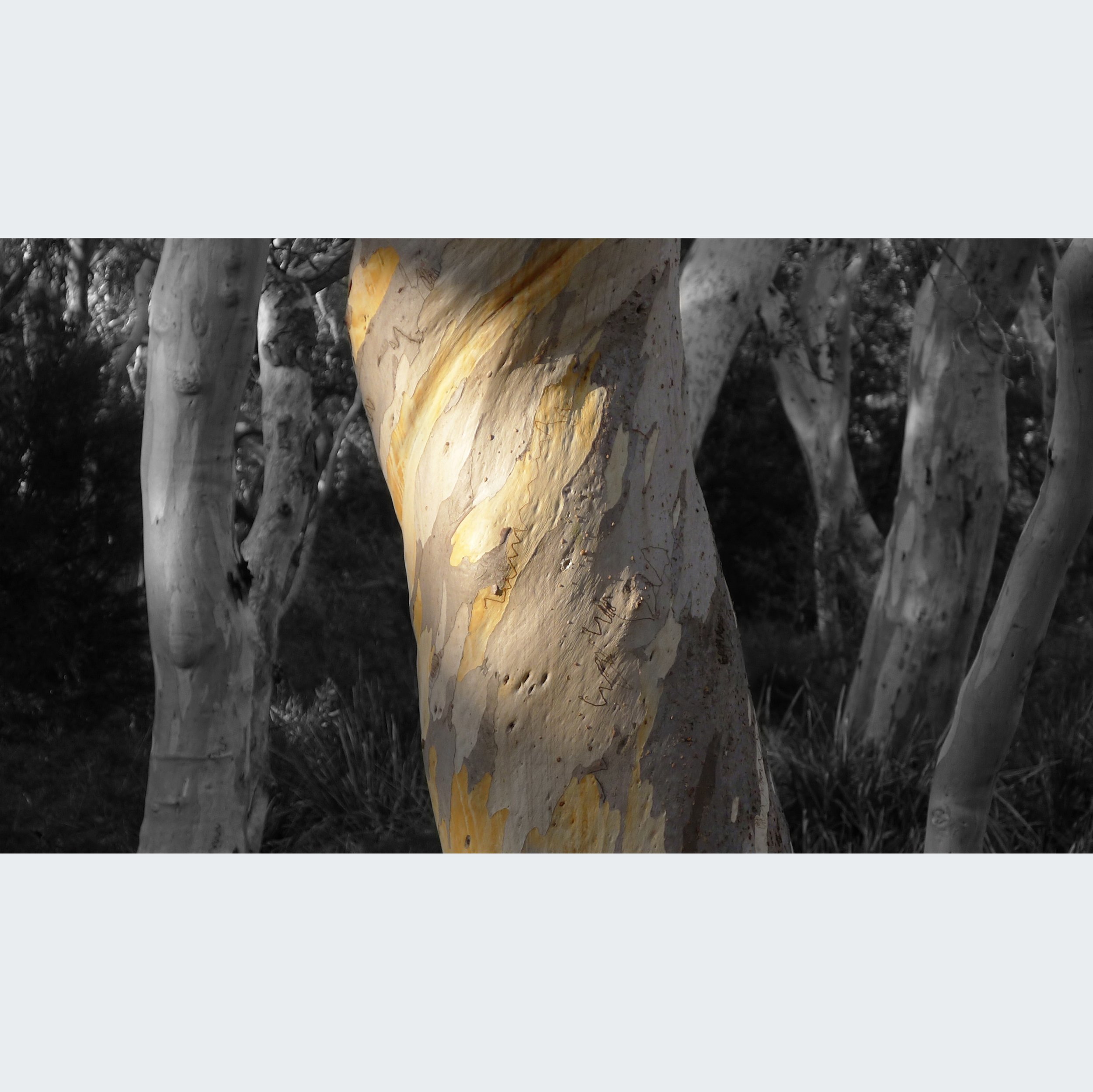 yellow tree trunk and b&w square.jpg