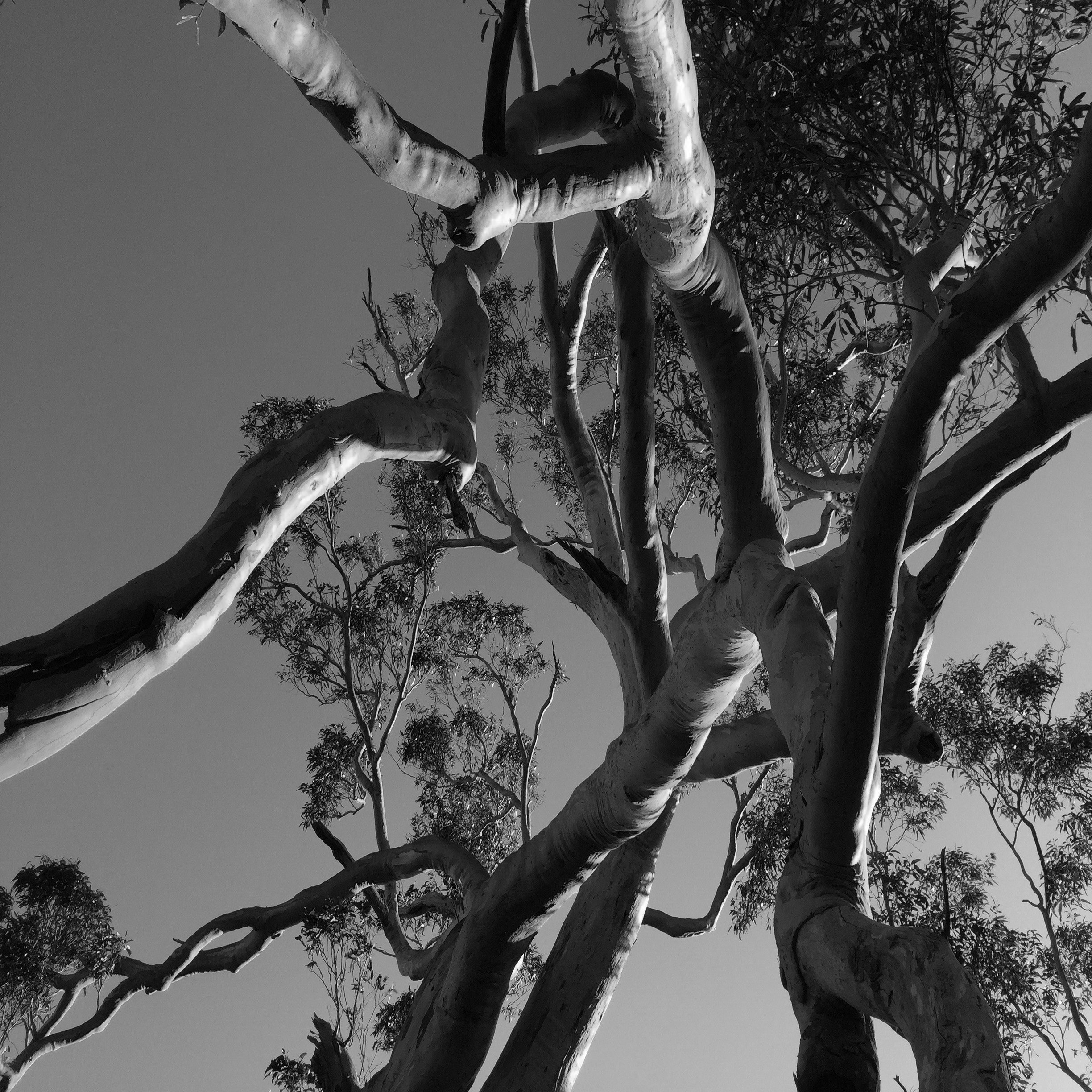 entwined branches square b&w.jpg