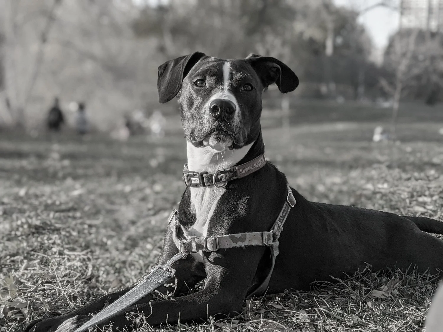 A black and white photo of a dog lying on grass in a park, looking at the camera. The dog has a white stripe on its face and wears a collar with a leash.