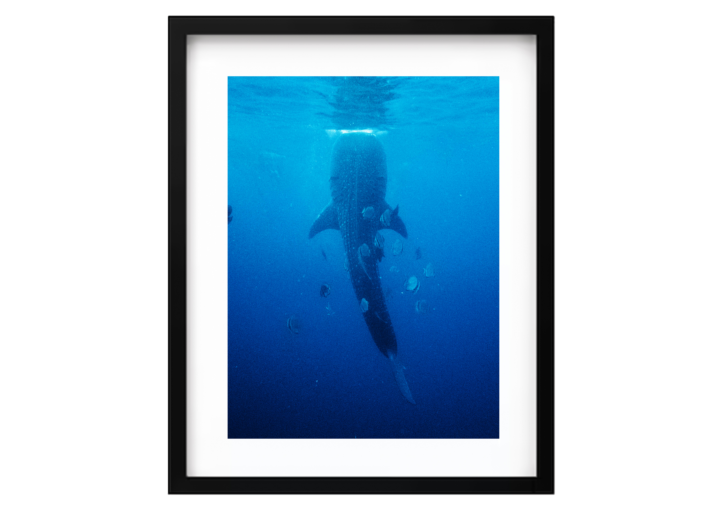 WHALESHARK 2 3.png