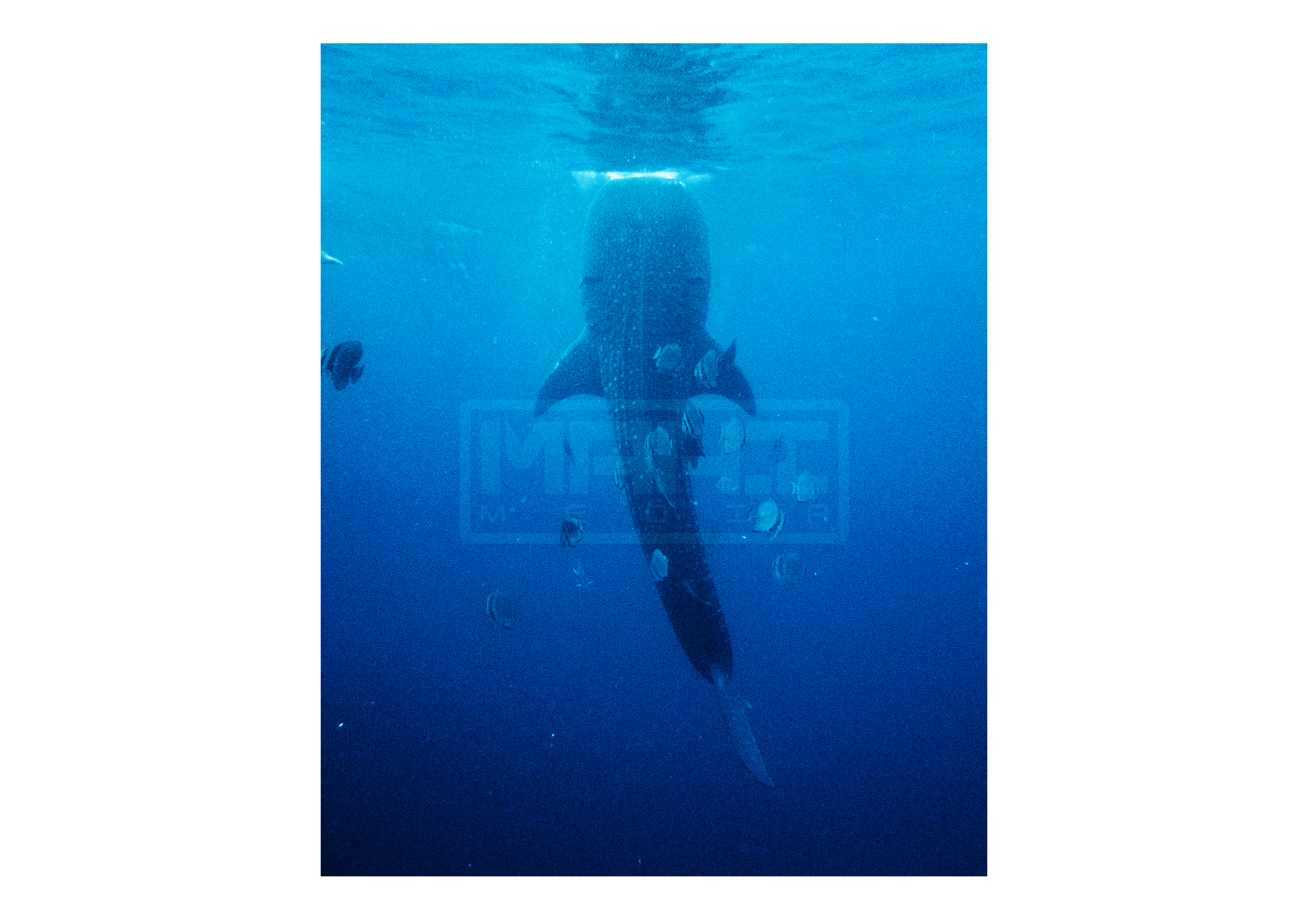 WHALESHARK 2.png