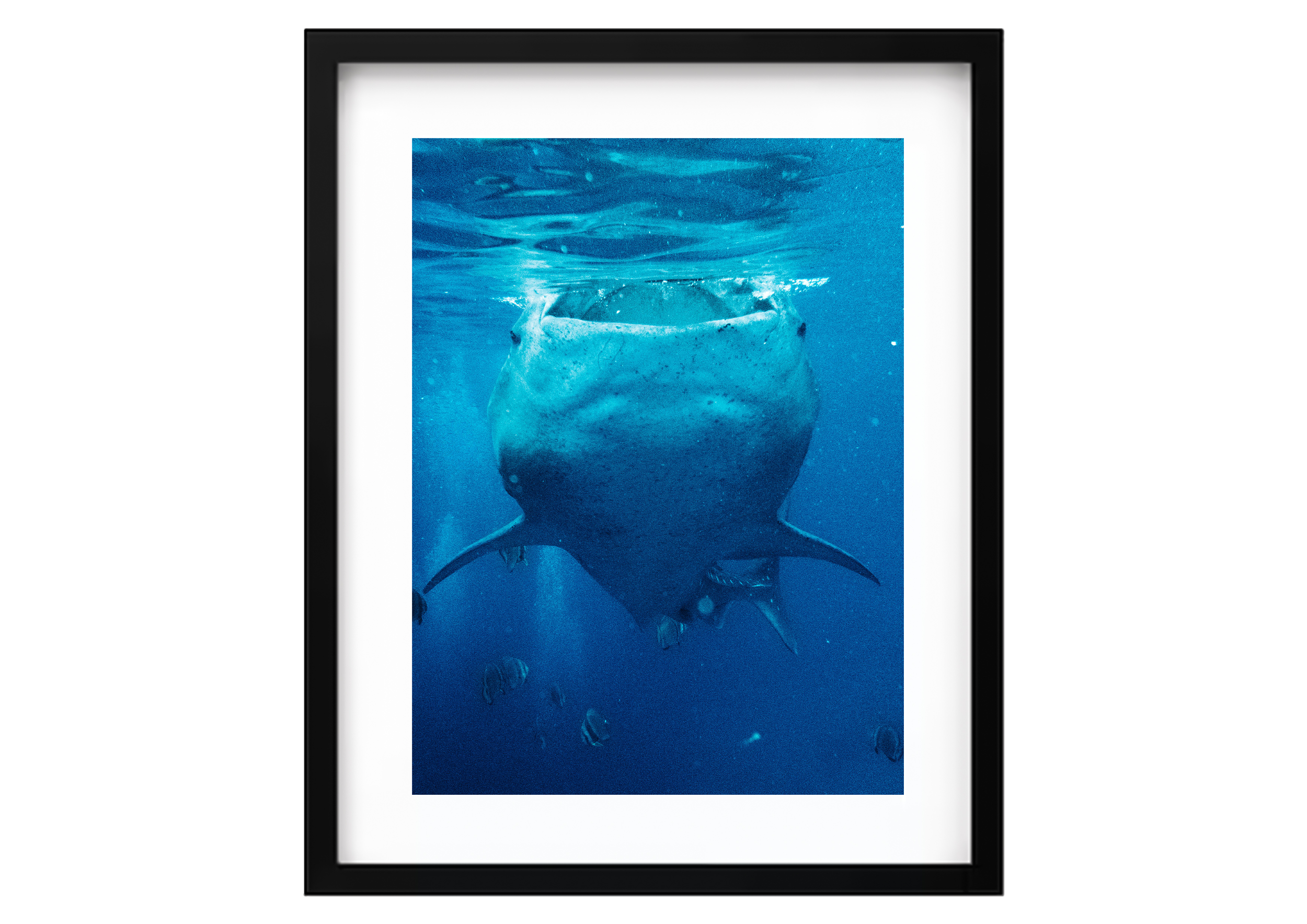WHALE SHARK 12.png