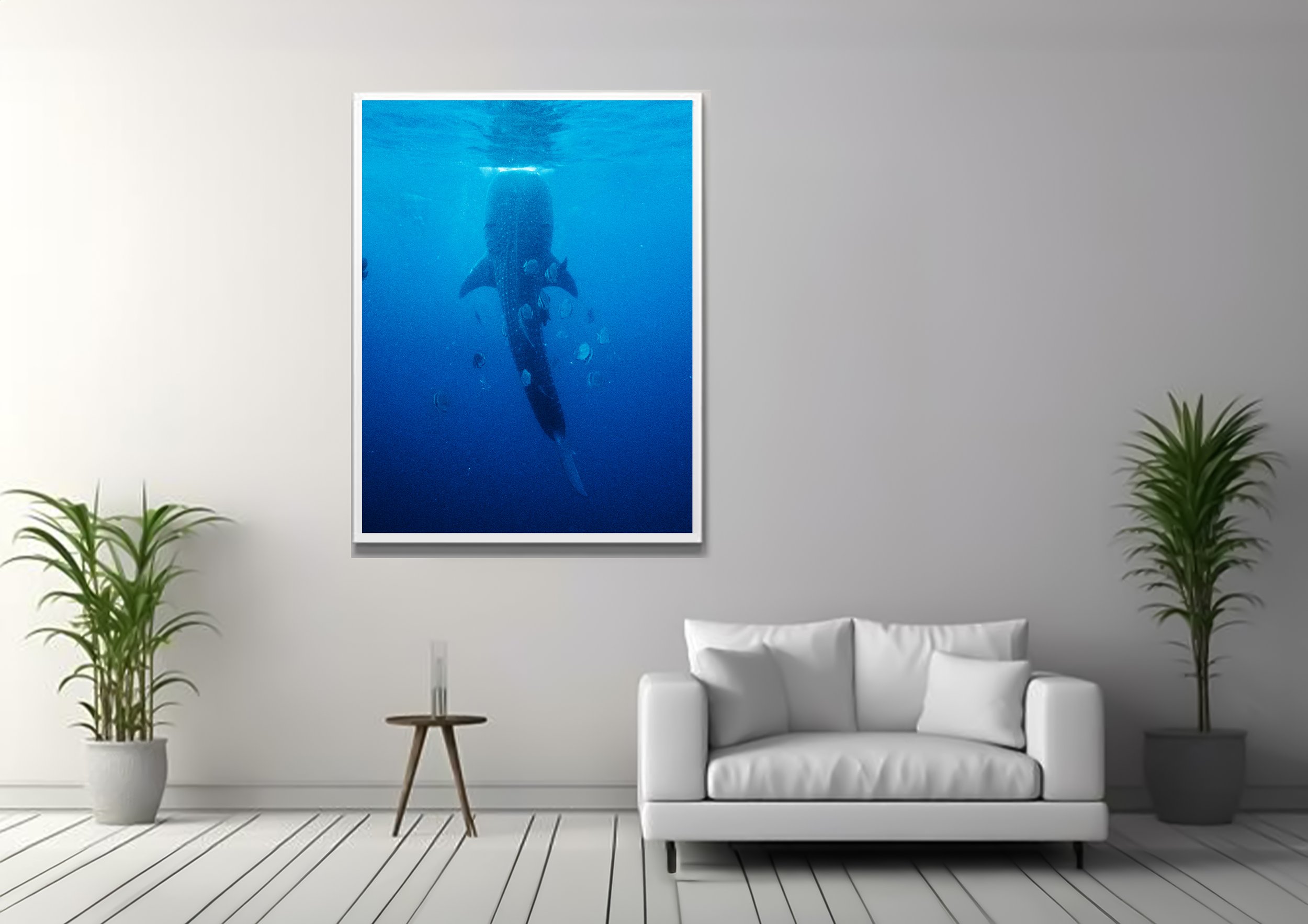 WHALESHARK 23.jpg