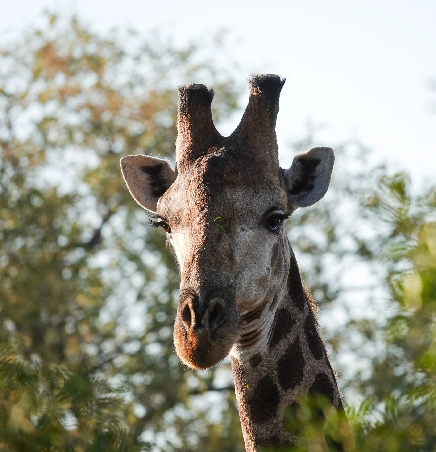 Giraffe Face - Close.jpg
