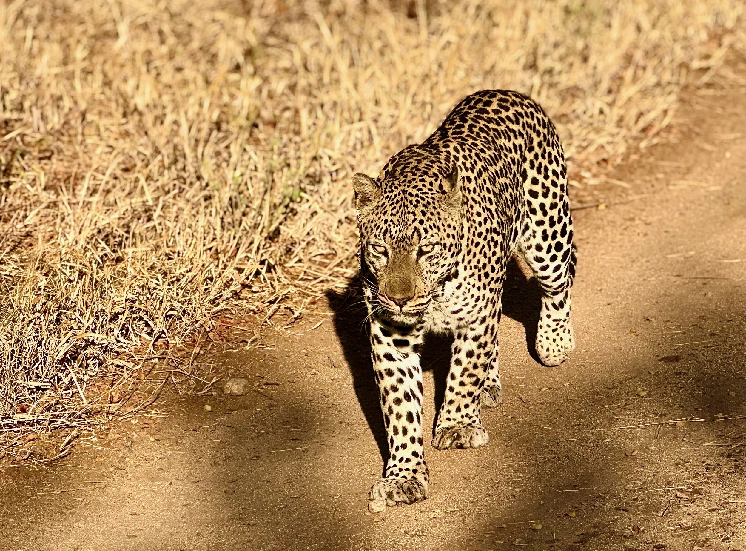 Leopard - Malamala.jpeg