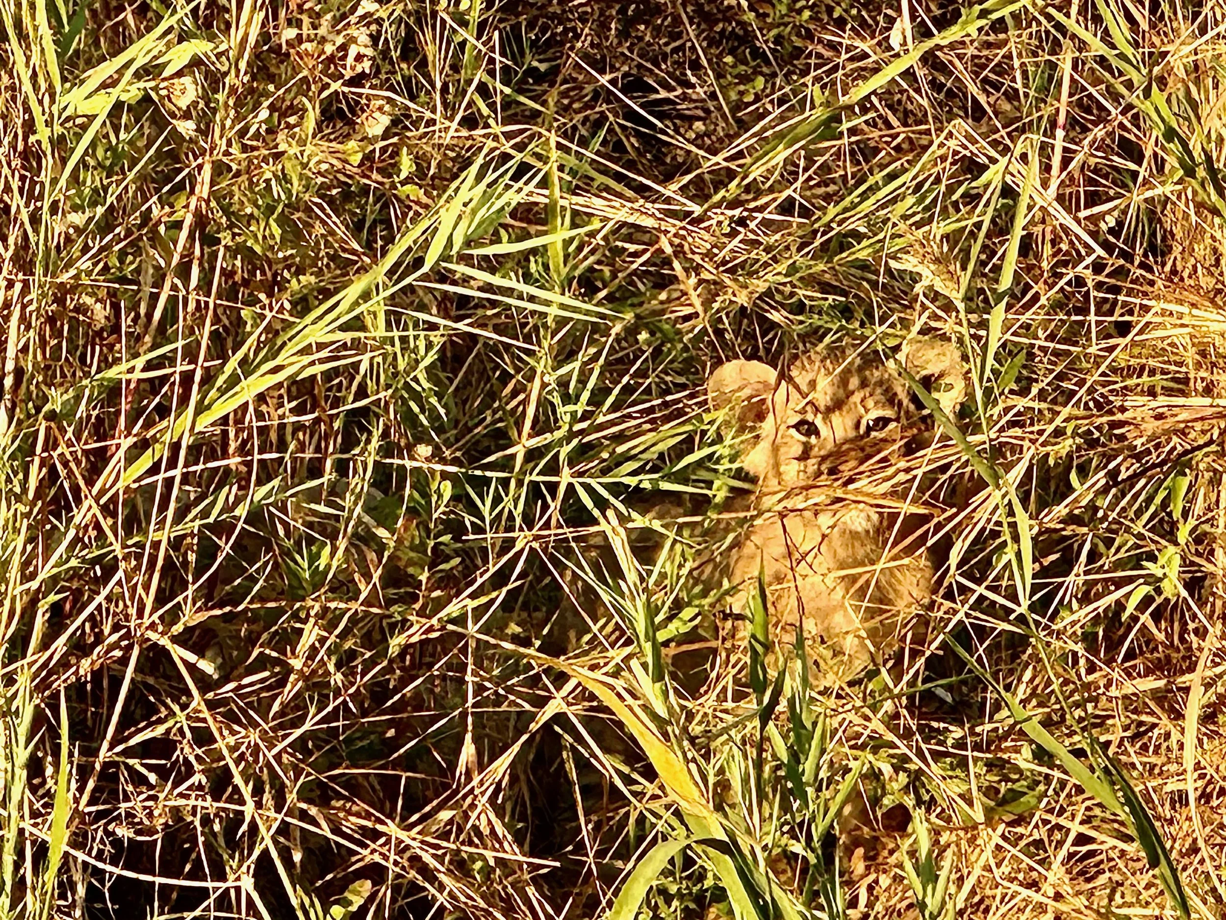 Peekaboo - Lion Cub - Malamala.jpeg