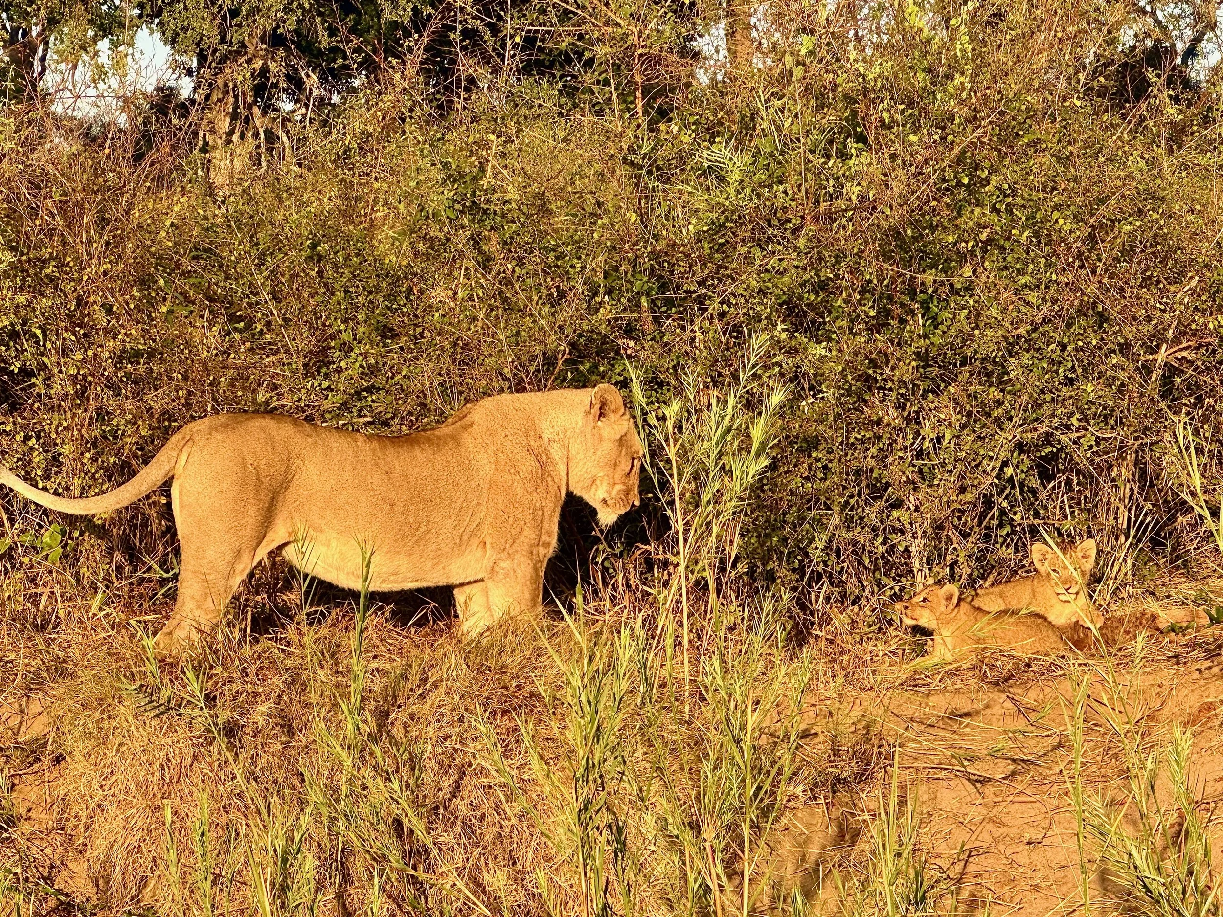 Lion Auntie and Cubs - Malamala.jpeg