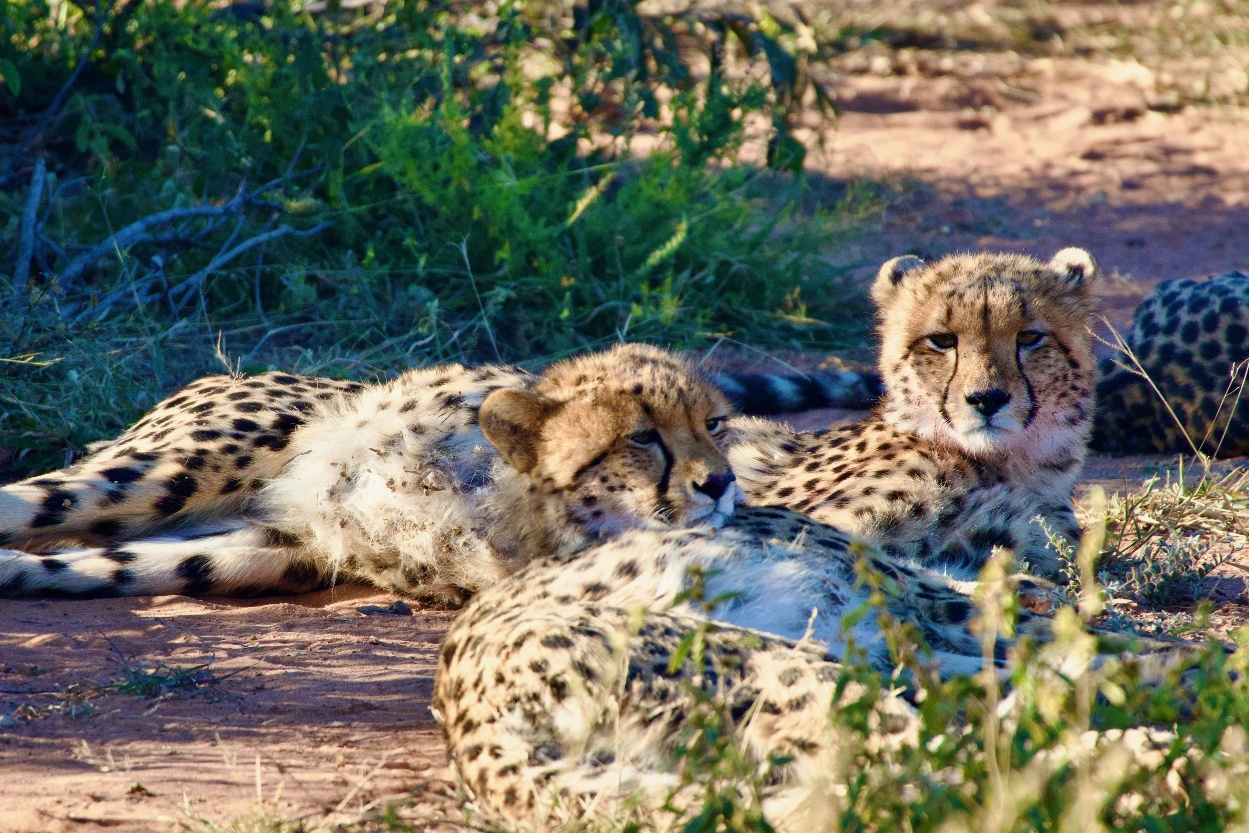 Cheetah Cubs - Marataba.jpeg