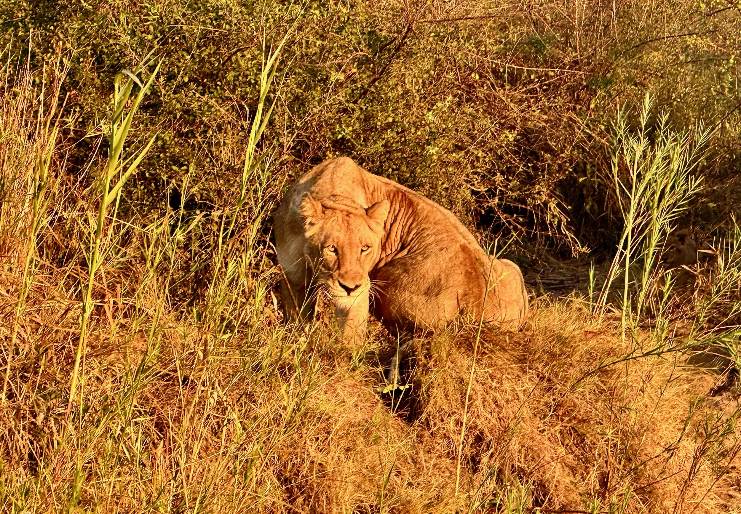 Auntie Lion - Malamala.jpeg