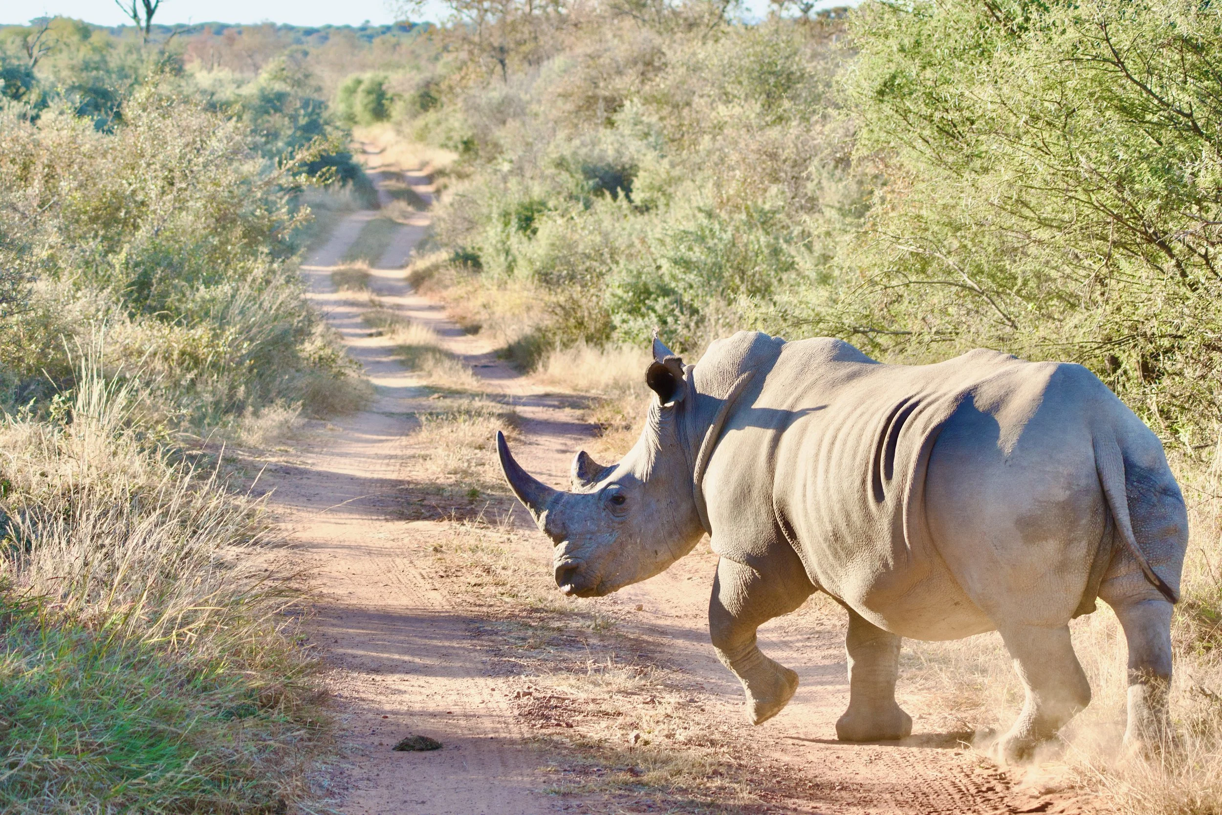Rhino Strut - Marataba.jpeg