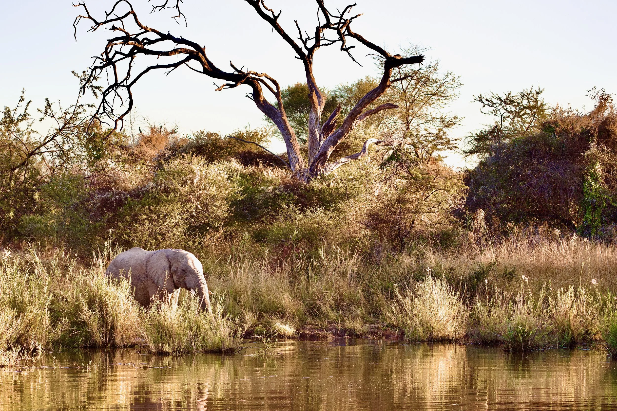 Elephant - Water Drive - Marataba.jpeg