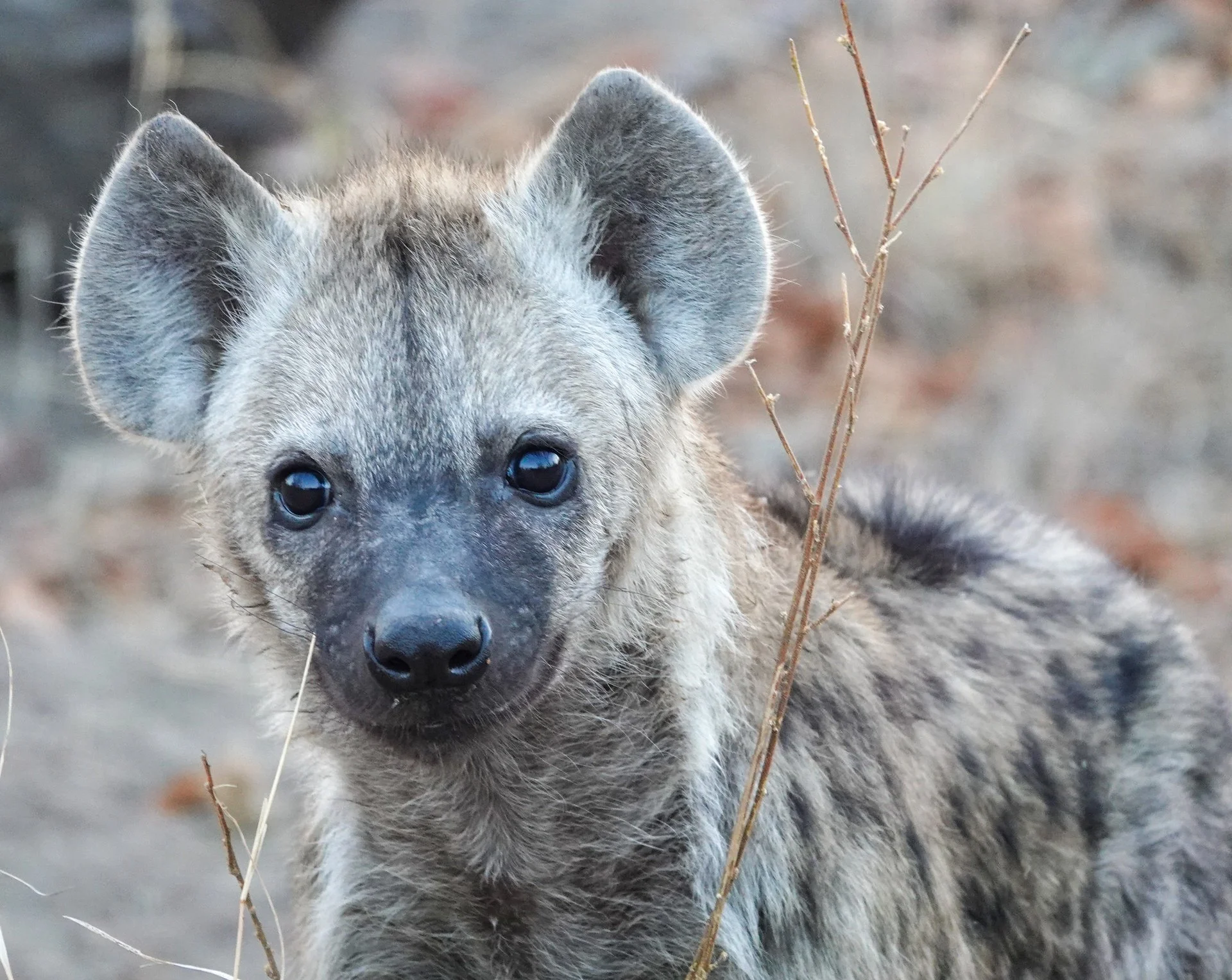 Hyena Pup.jpg
