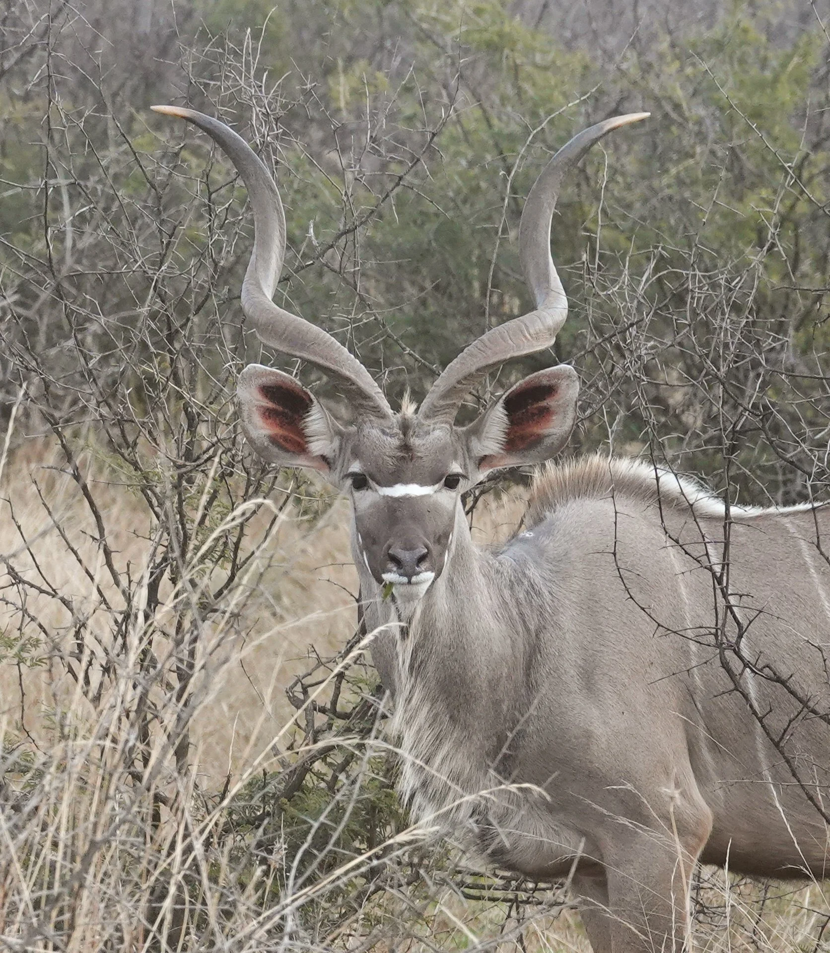 Kudu - Not Sure.jpg