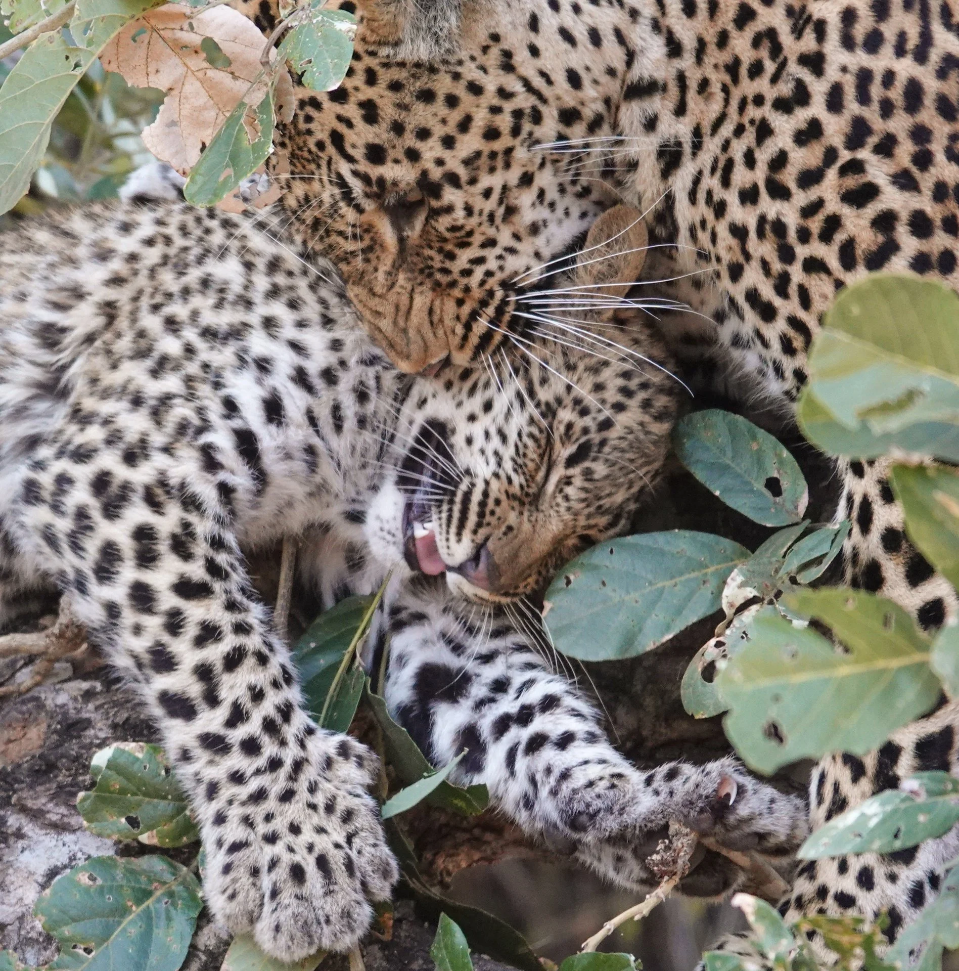 Cheetah Cubs Playing.jpg