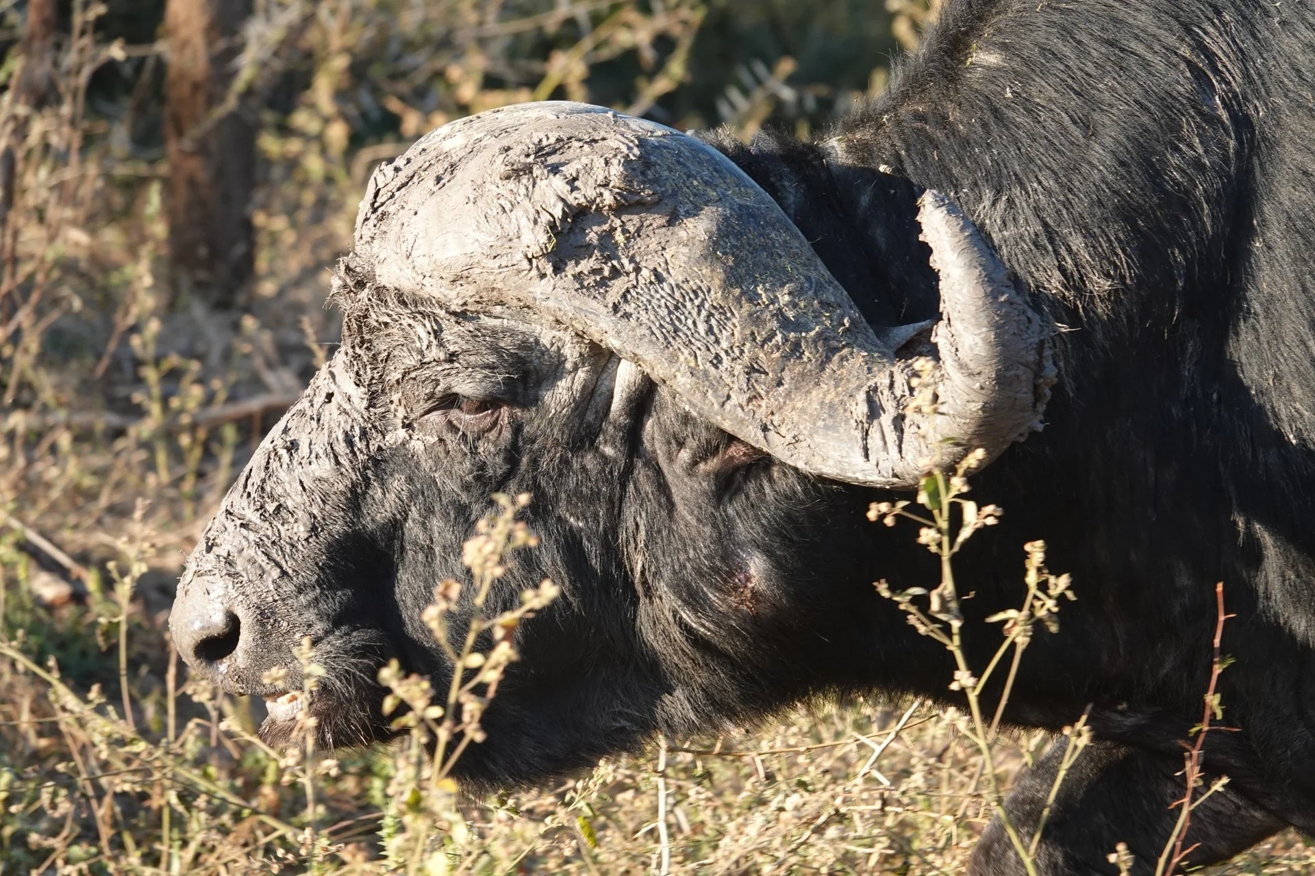 Cape Buffalo - Old Man.jpg