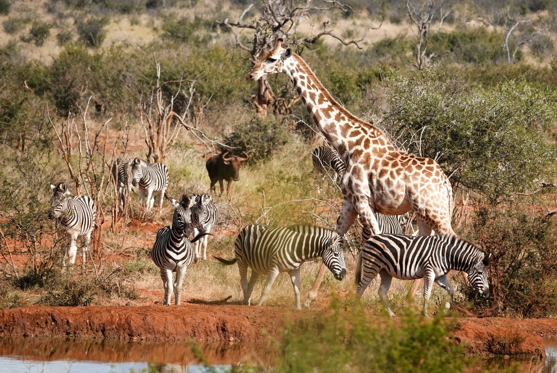 Mixed Animal Group.jpg