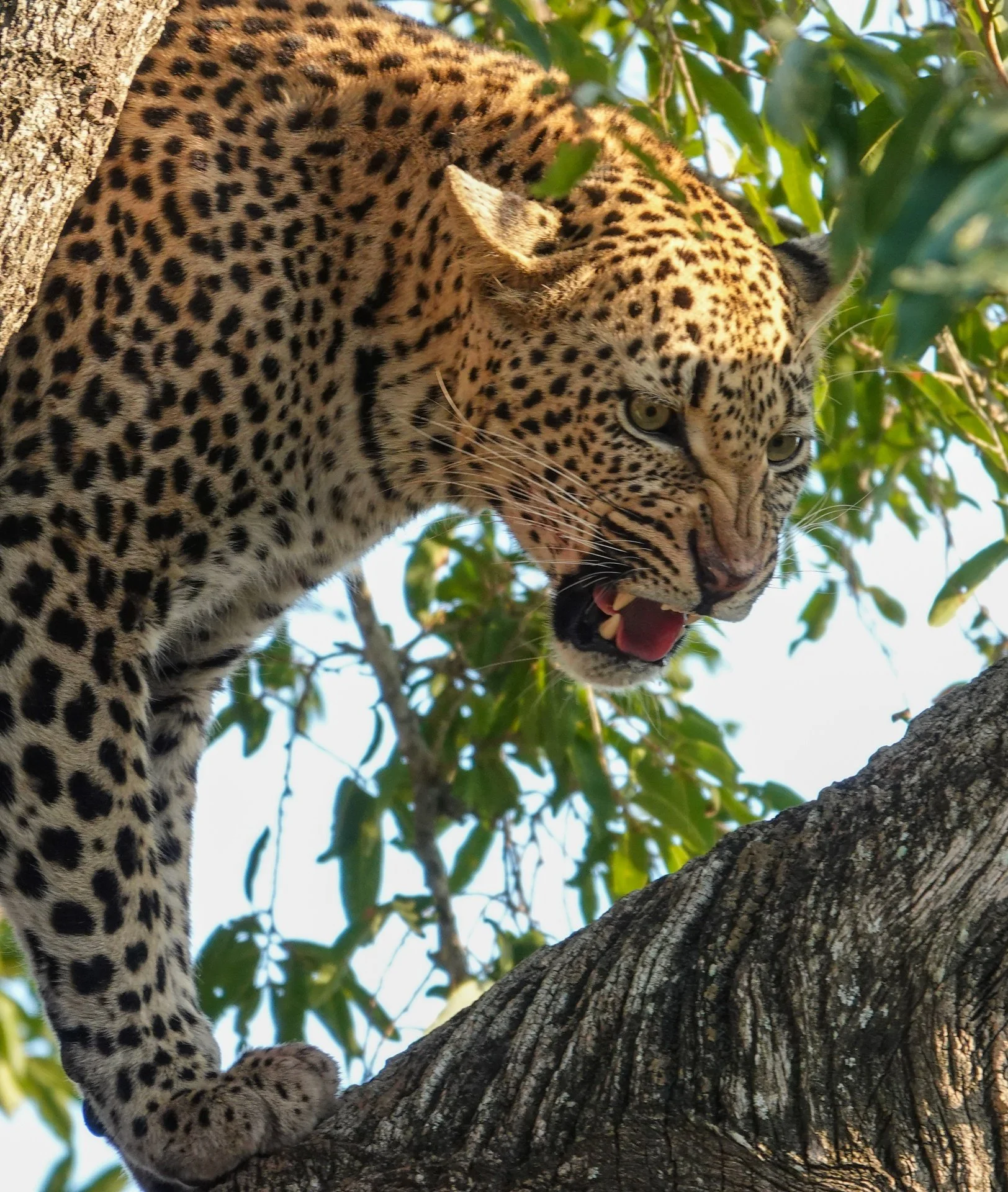 Leopard Growling in Tree.jpg