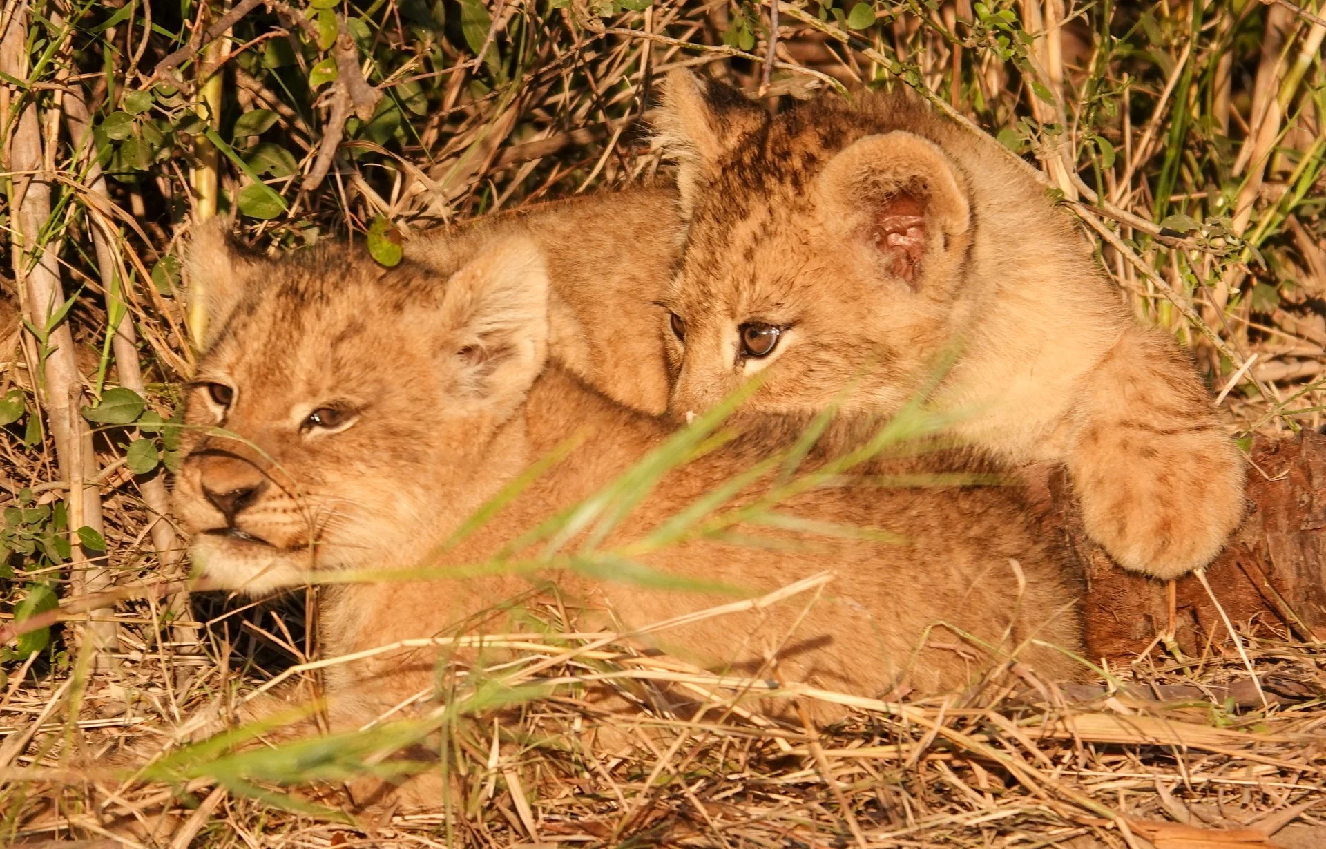 Lion Cubs - Snuggling.jpg