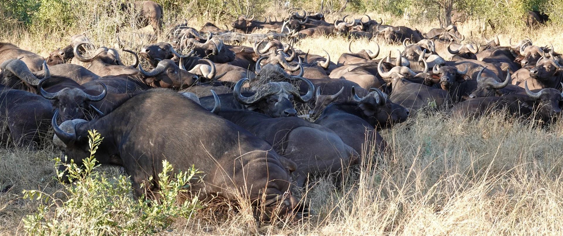 Cape Buffalo - Pano.jpg