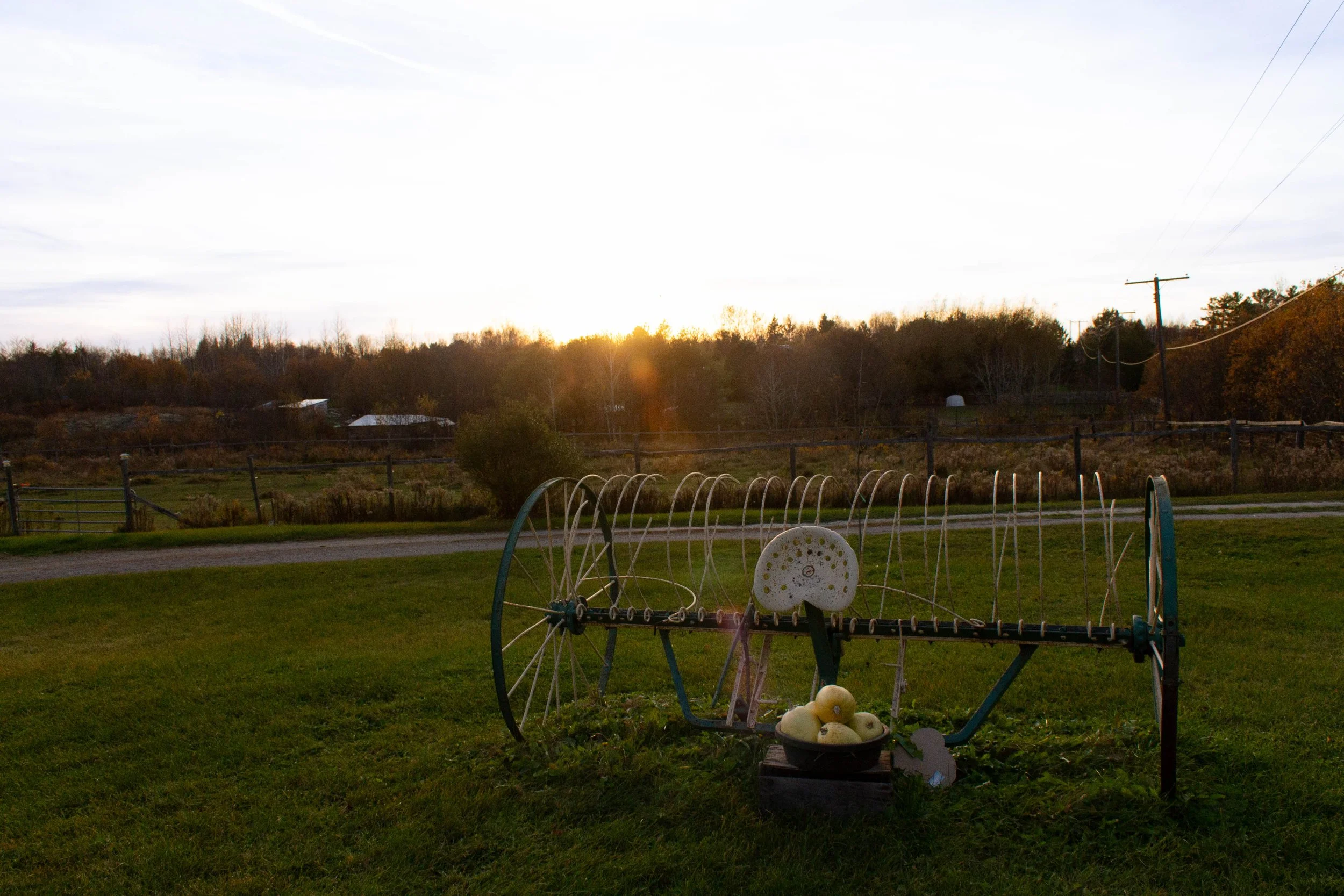 14 Plante (4 of 55) (1).jpg