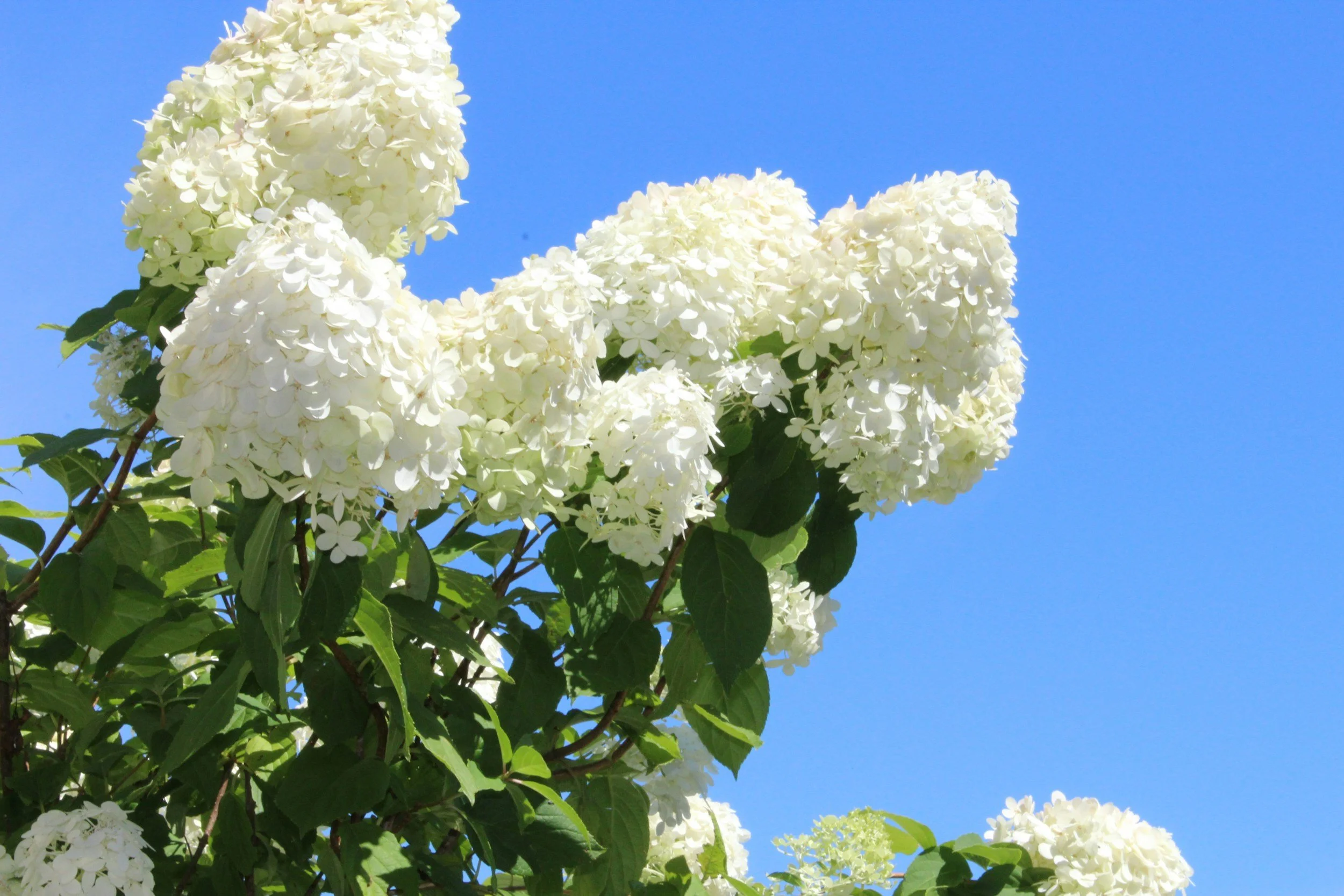 RVGC -  Happy Hydrangeas  -  Secret Gardens LLC