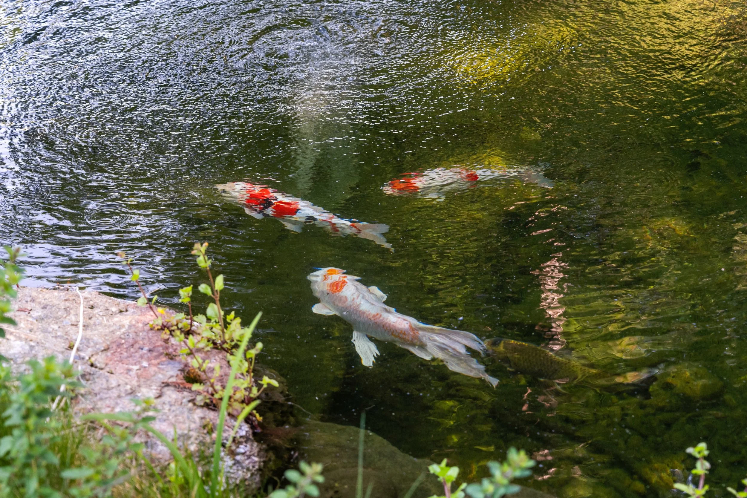 _DSC9339.jpg