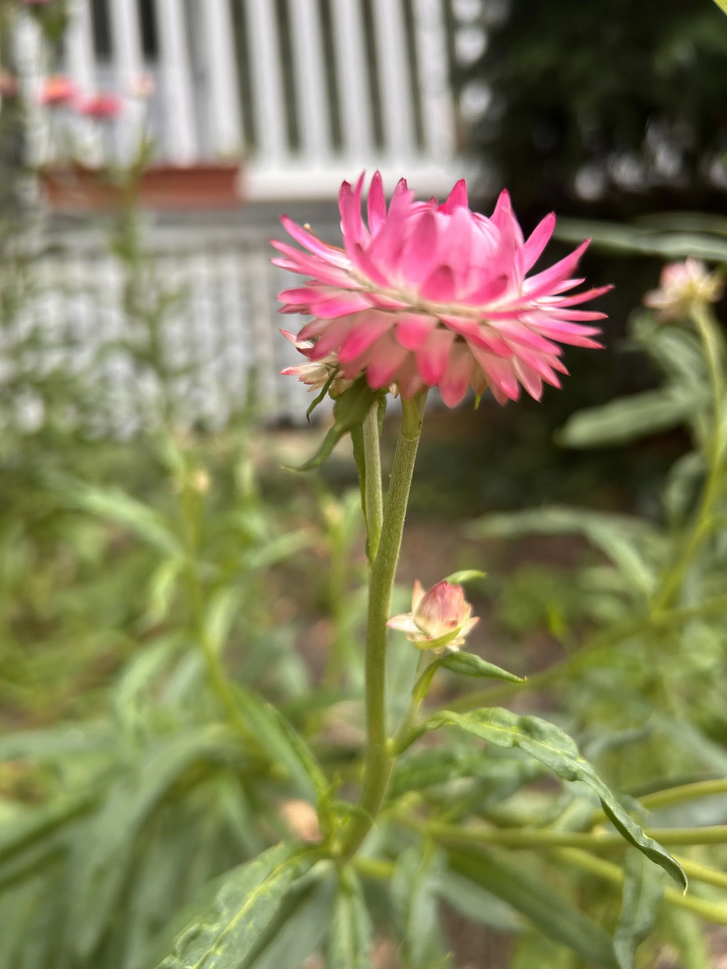 A Life Worth Living: Half Day Meditation Retreat