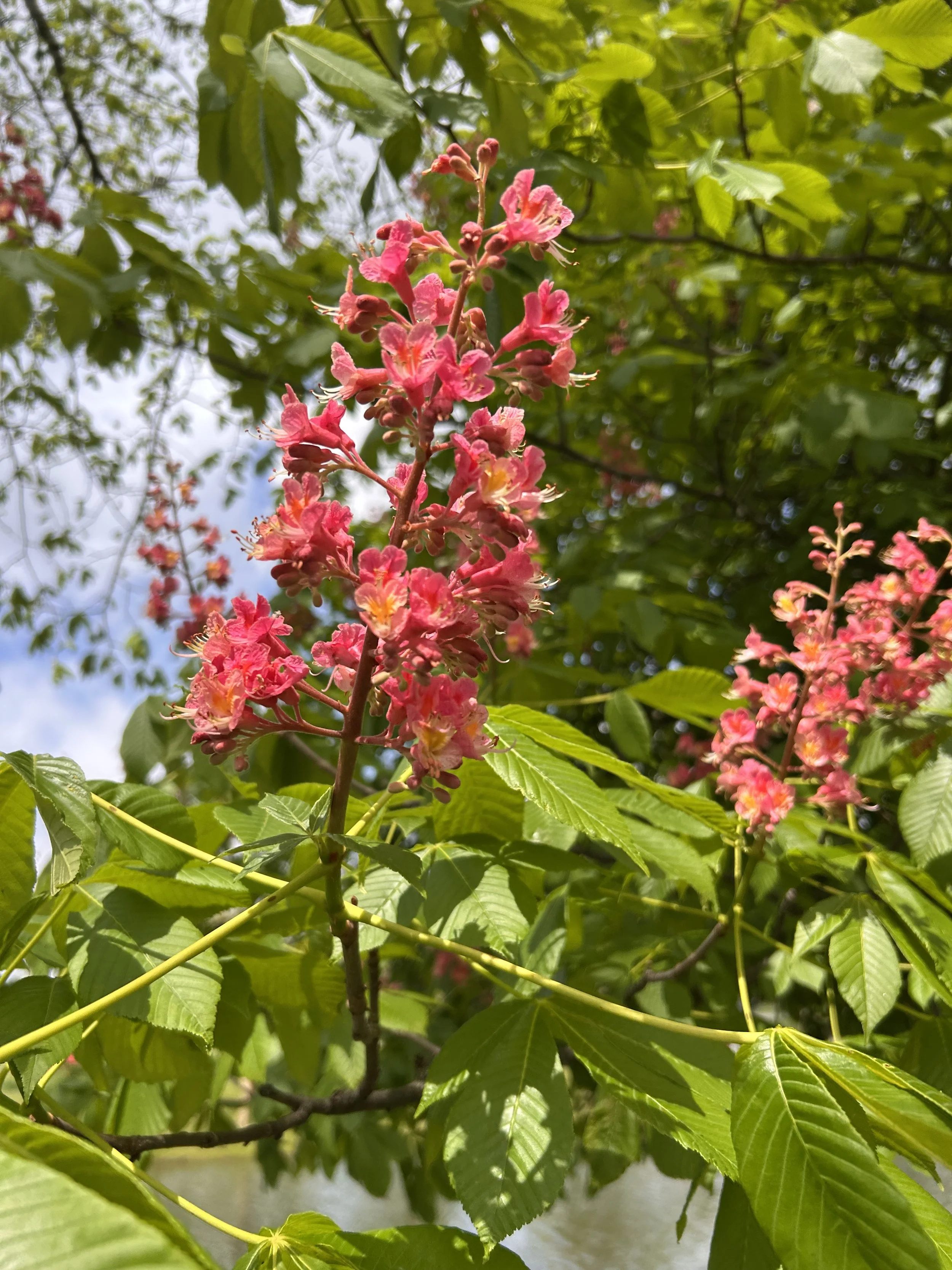 Spring Zazenkai: A Day of Silent Meditation hosted by Zen Columbus
