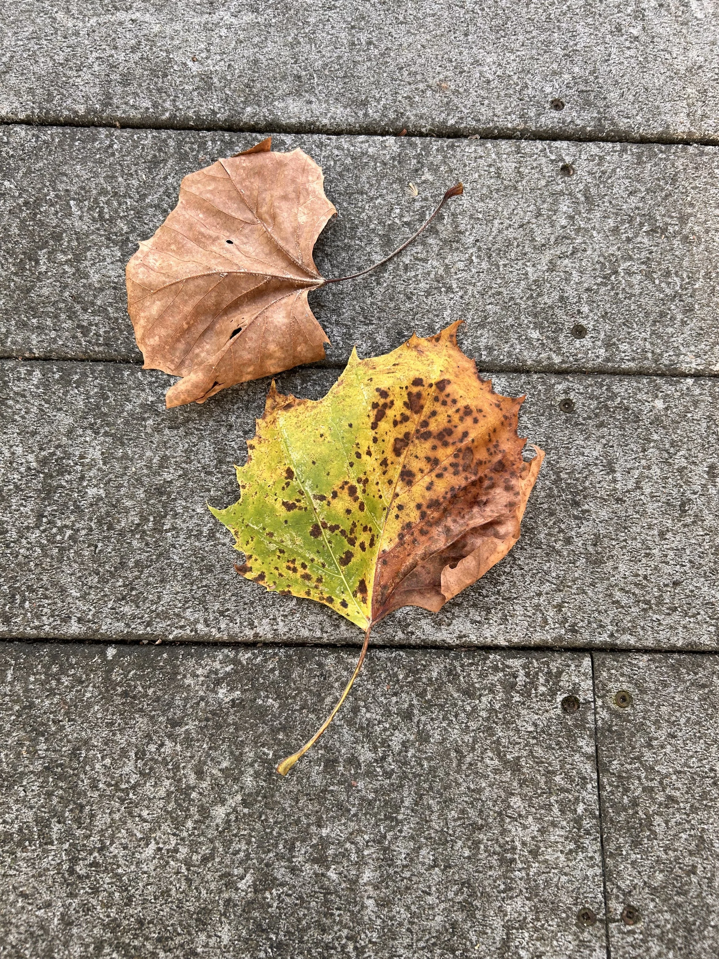Healing the Human Heart: A Half-Day Silent Meditation Retreat