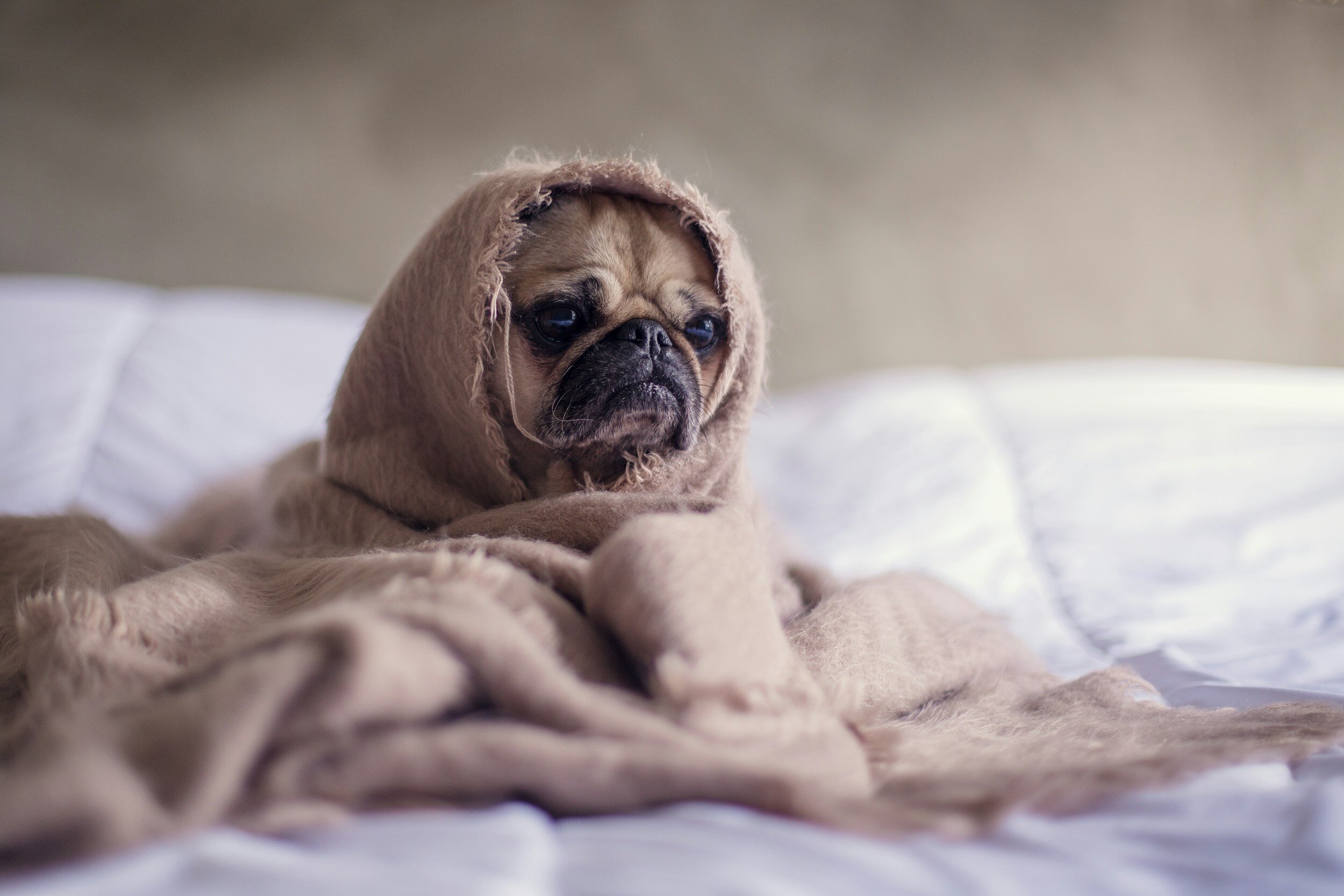 Understanding Canine Behavior: Keys to Successful Training