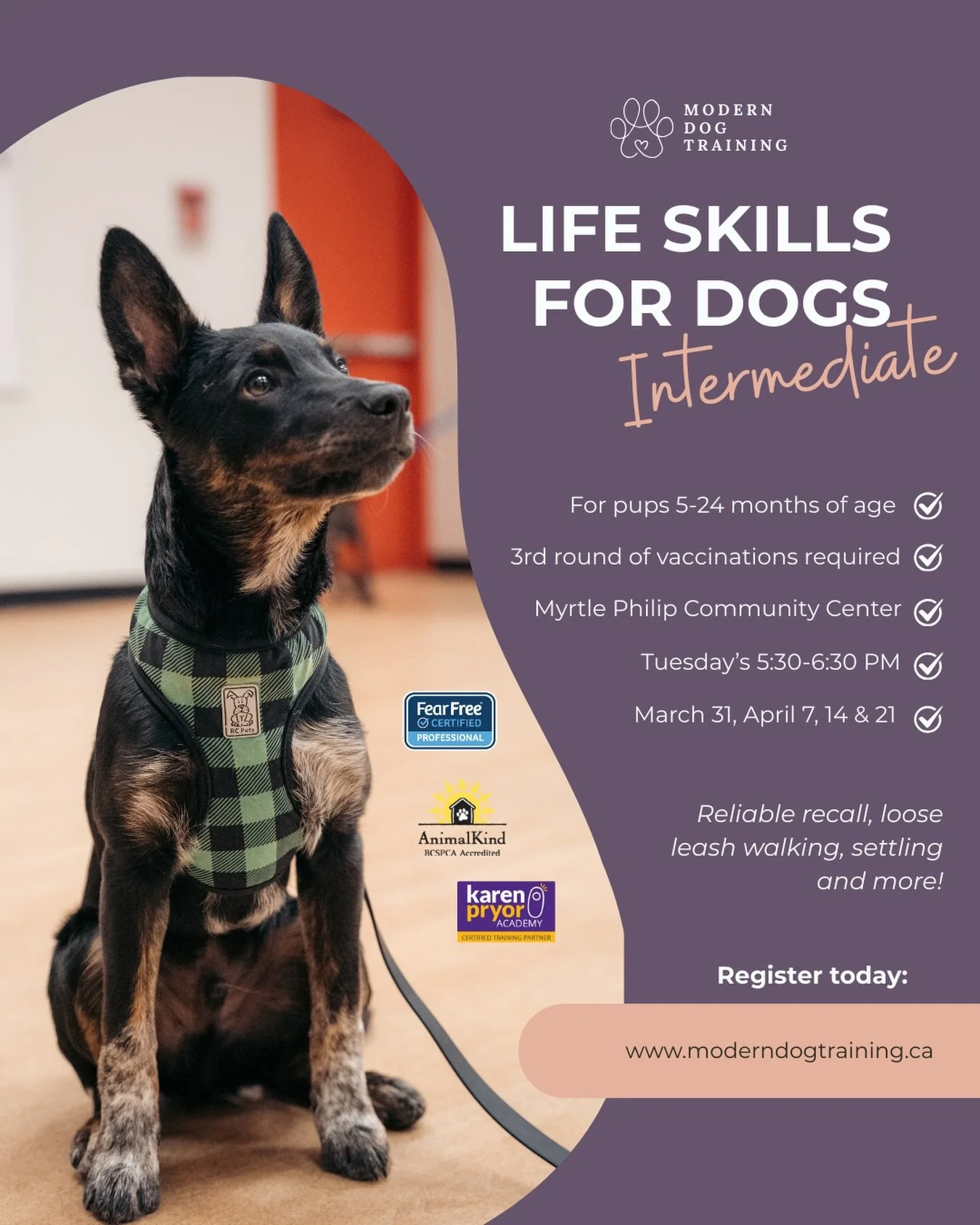 Does your adolescent dog struggle to recall reliably, settle in public spaces, or walk nicely on leash when they&rsquo;re excited or distracted? 

If you answered YES then the Life Skills for Dogs: Intermediate class is for you!

This 4-week series w