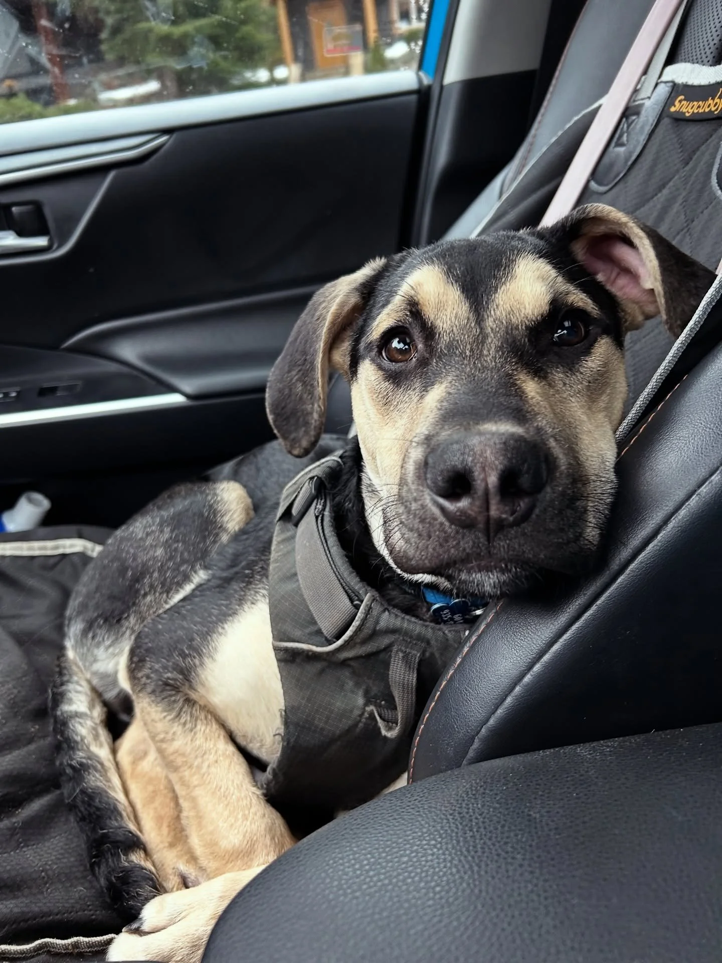 National puppy day AKA the perfect opportunity to share some puppy pics 🥹🫶🏼

#wagalumni #whistlerdogs #nationalpuppyday