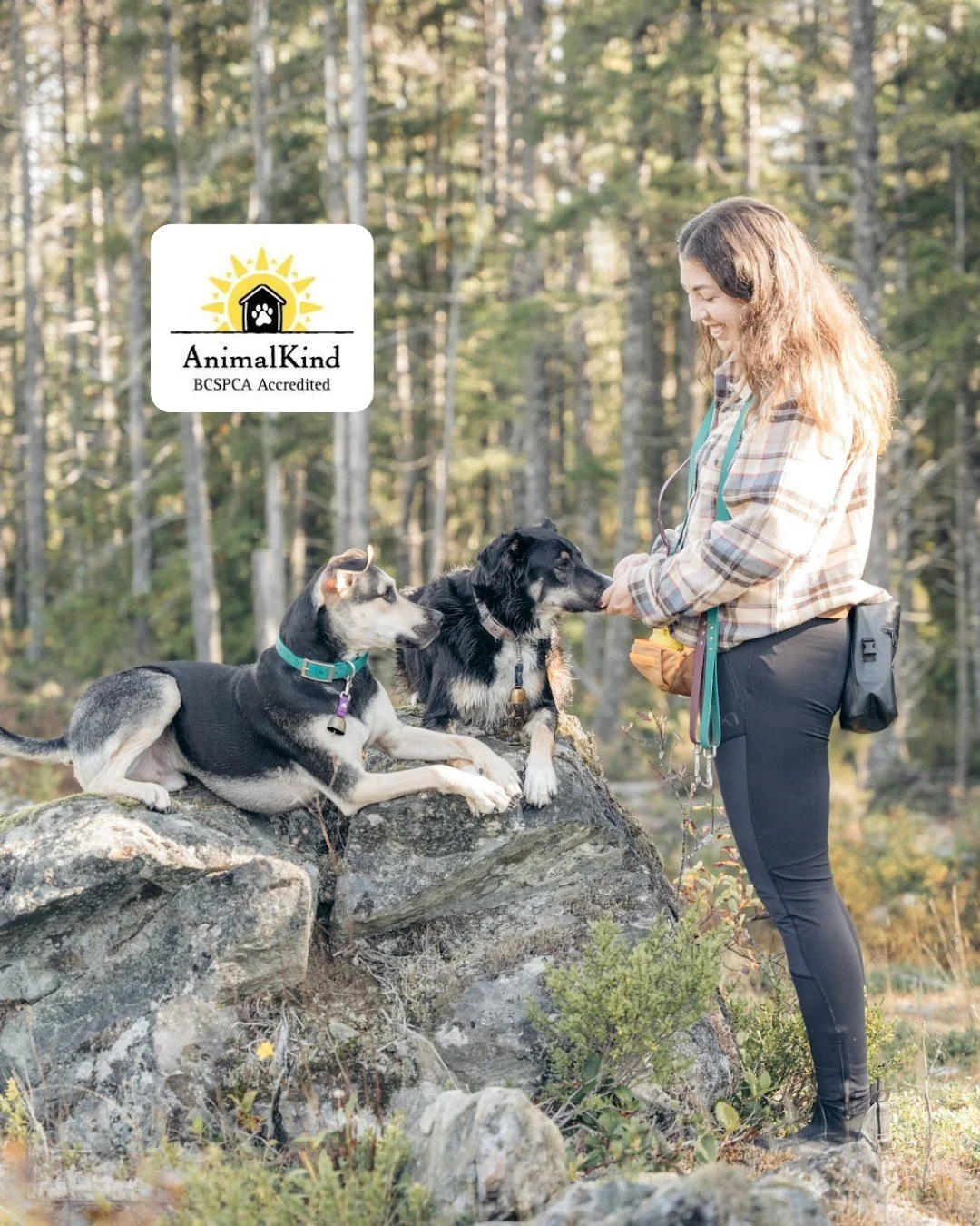 🌟 Exciting news! I&rsquo;m thrilled to announce that I have successfully renewed my accreditation as a BC SPCA Animal Kind Accredited Dog Trainer! 🐾

This accreditation is a testament to my commitment to positive reinforcement training methods, ens