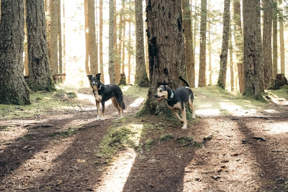 Happy Rescue Dog Day! 🦮❤️&zwj;🩹

I&rsquo;m so grateful for the love, companionship and joy that Tucker &amp; Boomer bring into our lives on a daily basis. 

I&rsquo;m also grateful for all the amazing rescue dog parents that trust me as their train