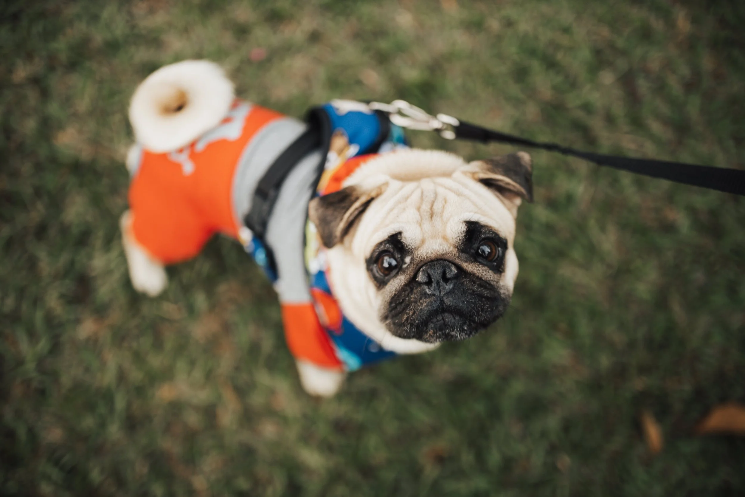 pexels-matheus-bertelli-16652420.jpg