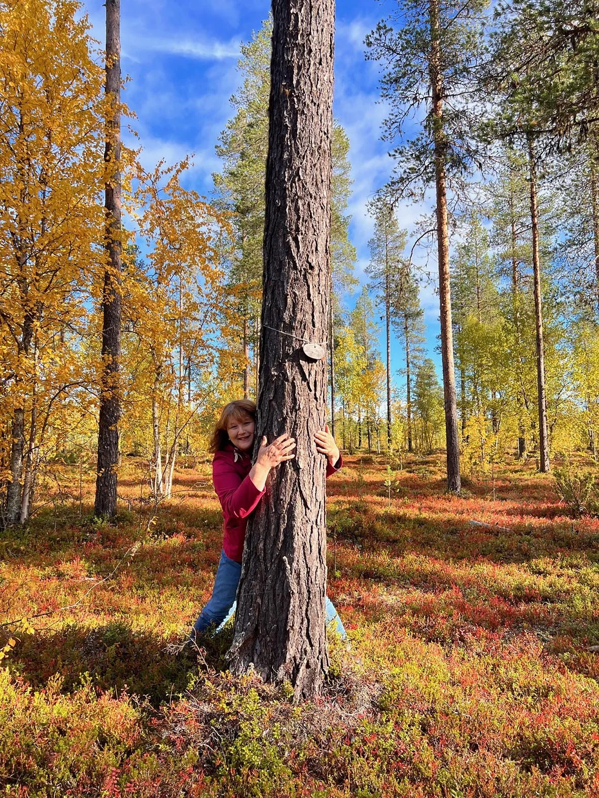 travel finland woods autumn fall ruska