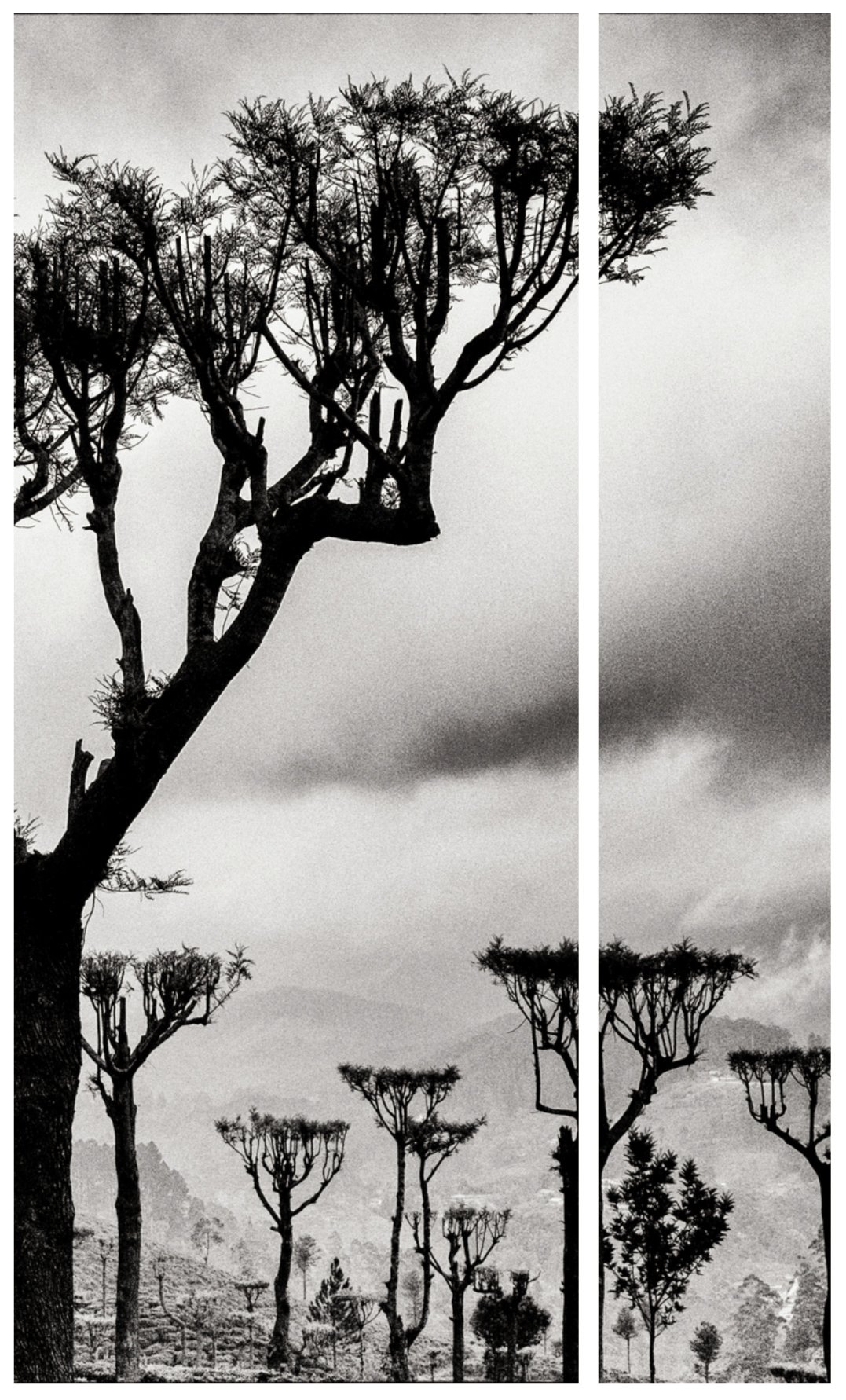 CANDELABRAS - Diptych 75 x 120 cm