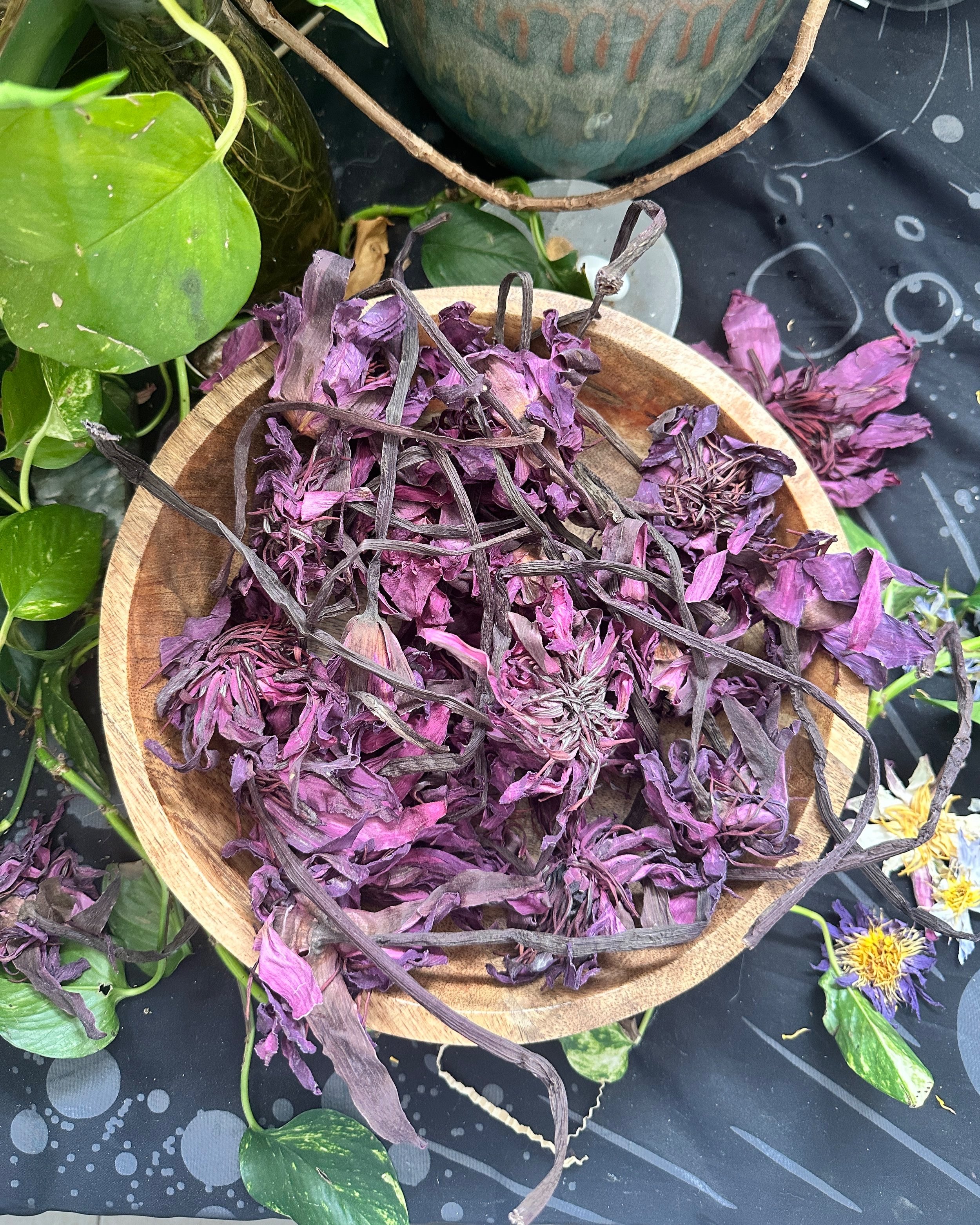 Red Lotus With Stems