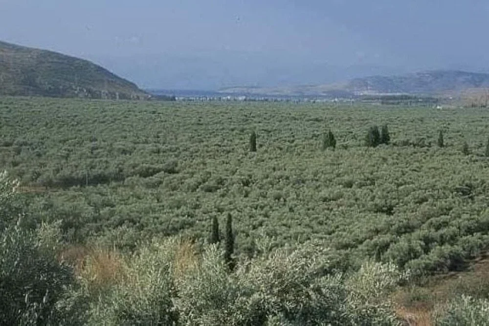 Τροποποίηση των περιβαλλοντικών όρων για το αρδευτικό έργο του ελαιώνα της Άμφισσας. Δέσμευση και λεπτομερής καθορισμός τρόπου χορήγησης νερού από την ΕΥΔΑΠ.