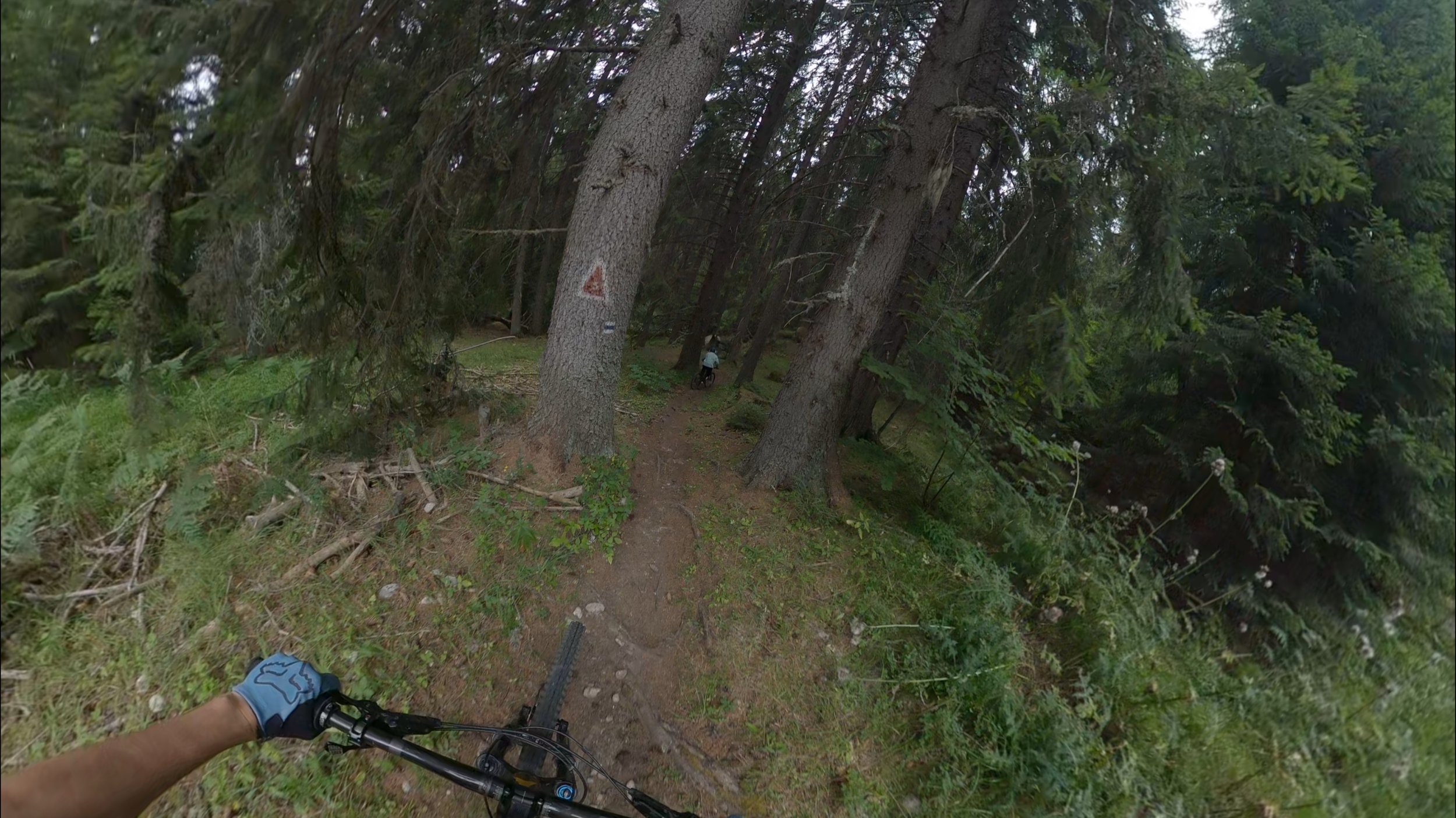 VelingradTRree.jpeg