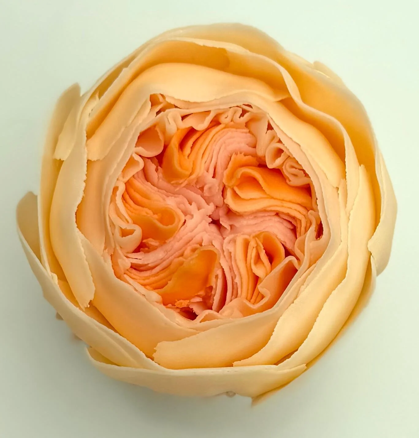 David Austin rose cupcake