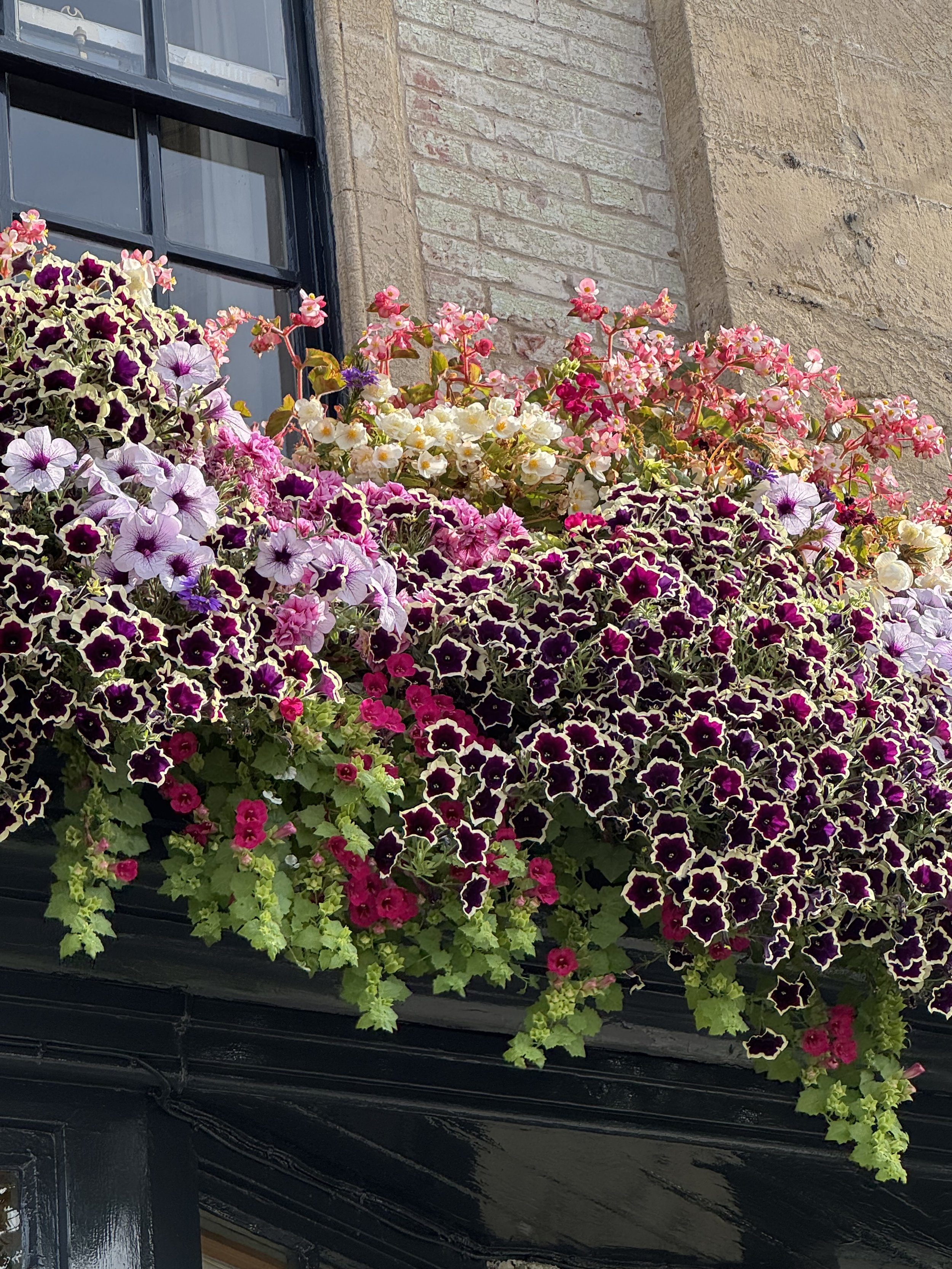IMG_5931.jpeg