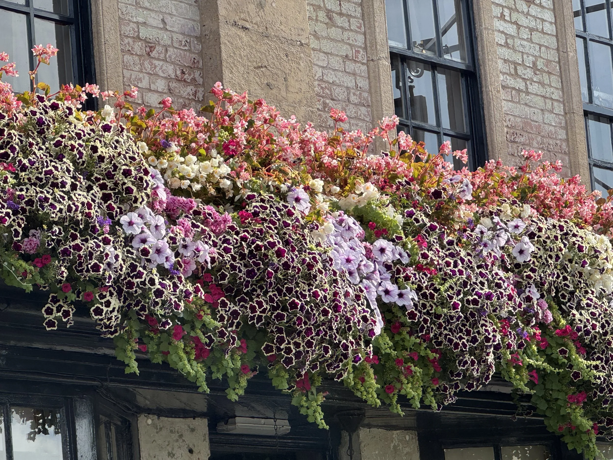 IMG_5929.jpeg