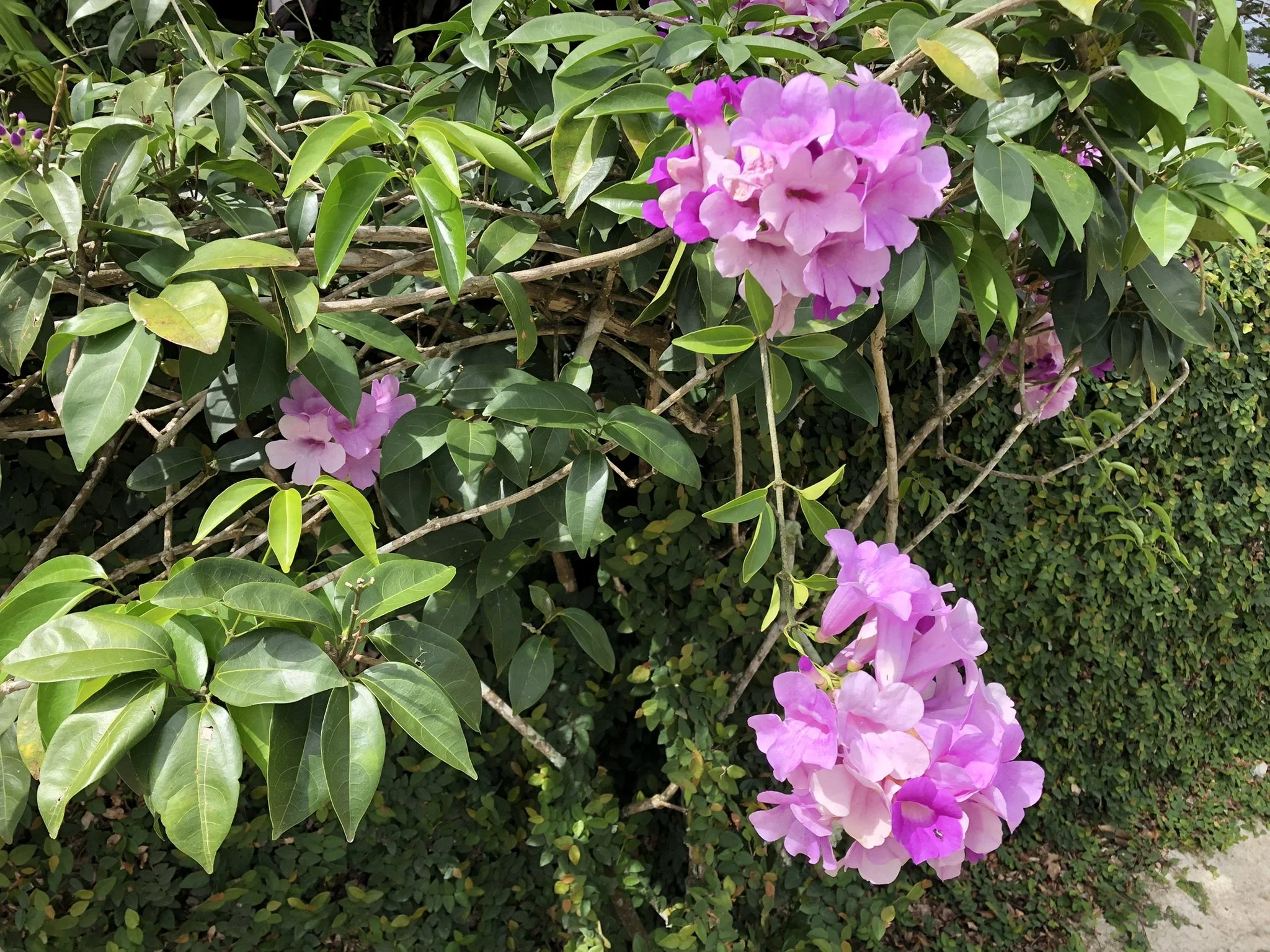 IMG_3382.jpeg