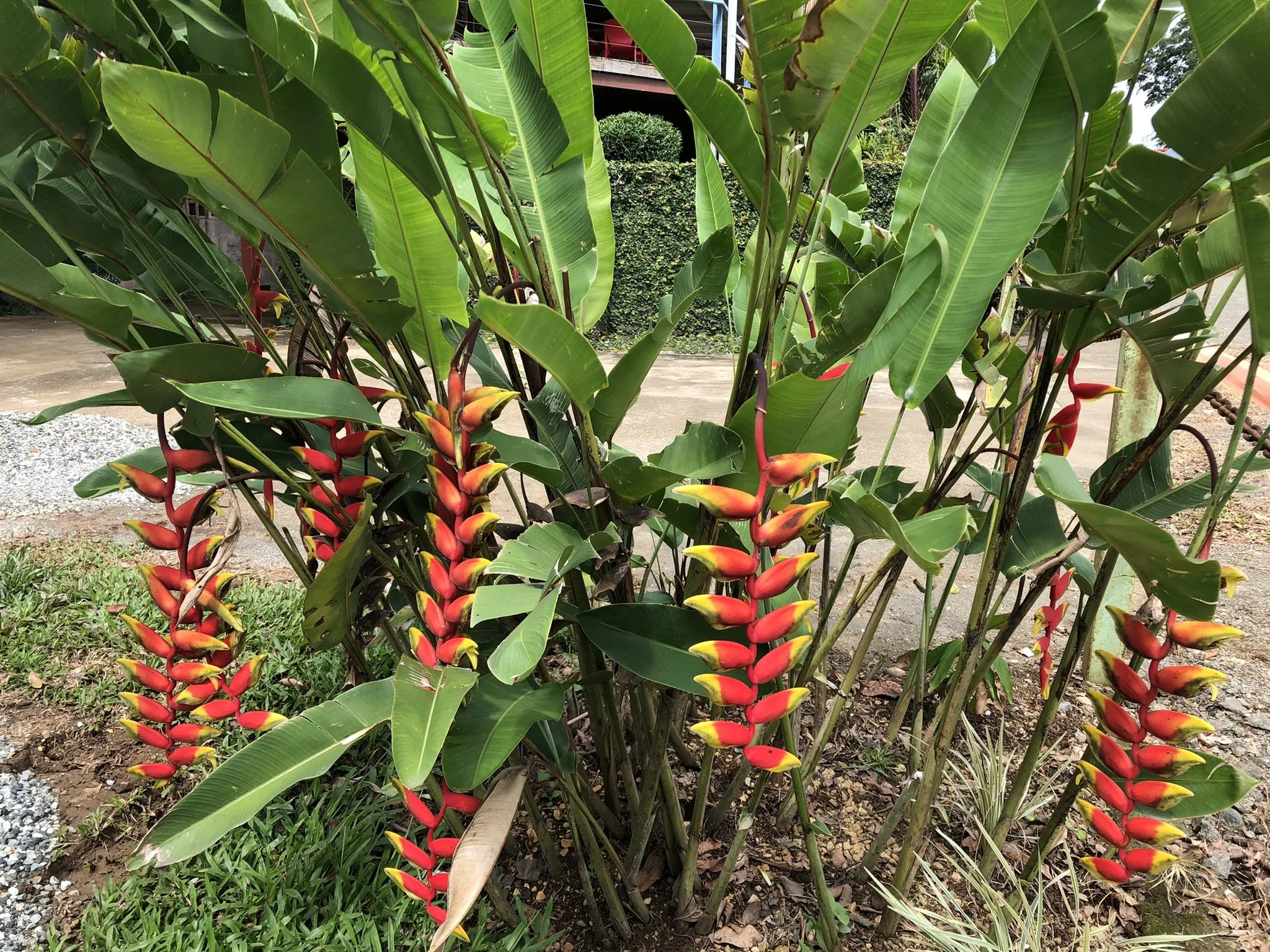 IMG_3380.jpeg
